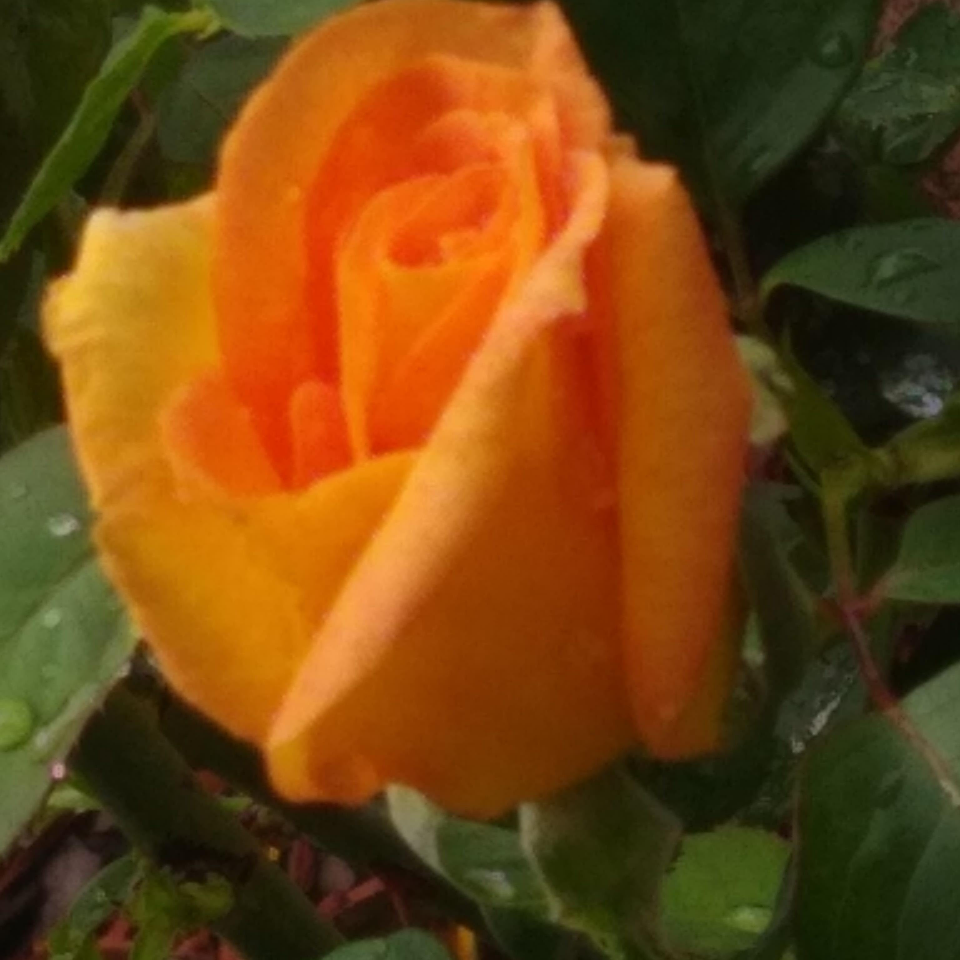 I love you with all my heart girl artwork