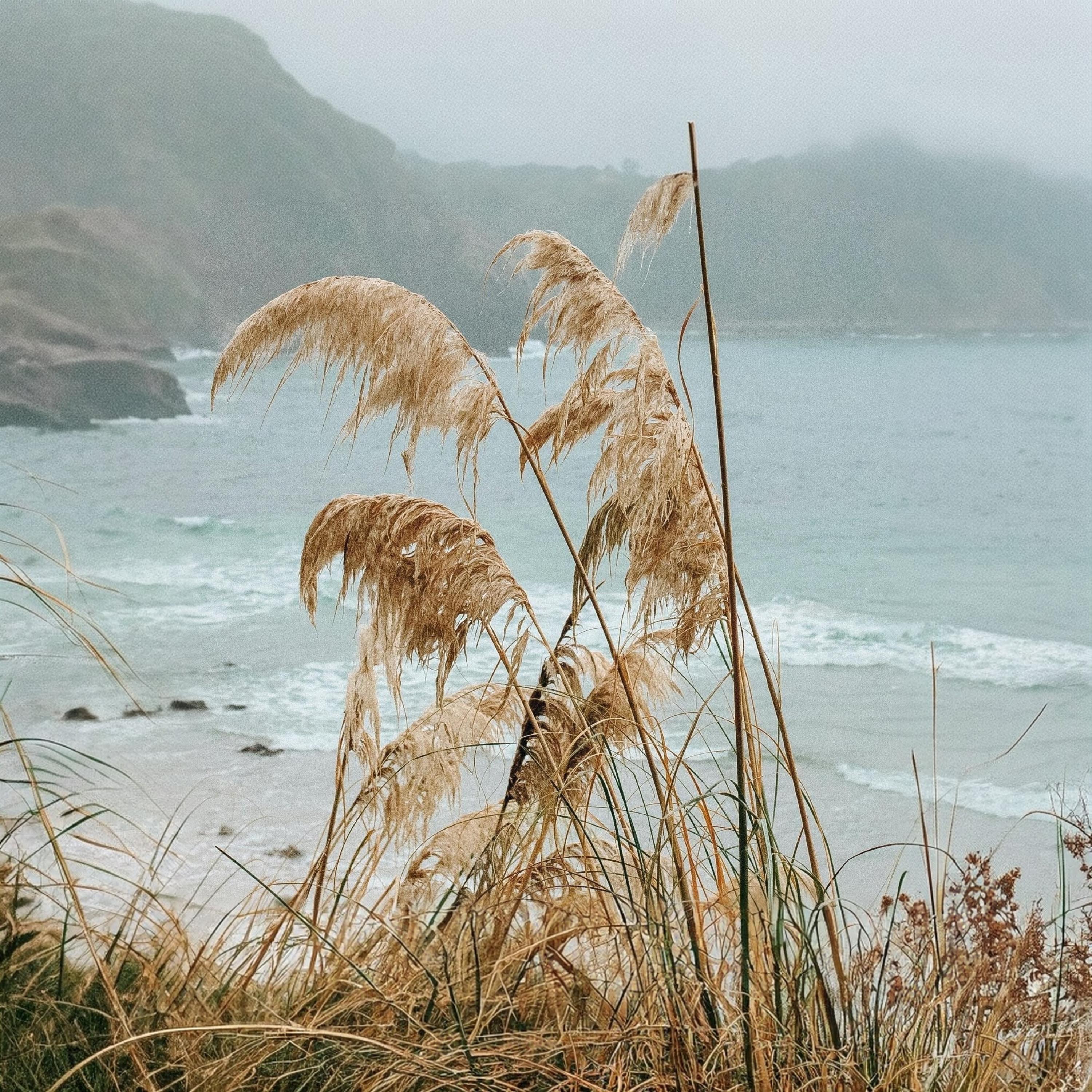 Plage et Marcages artwork