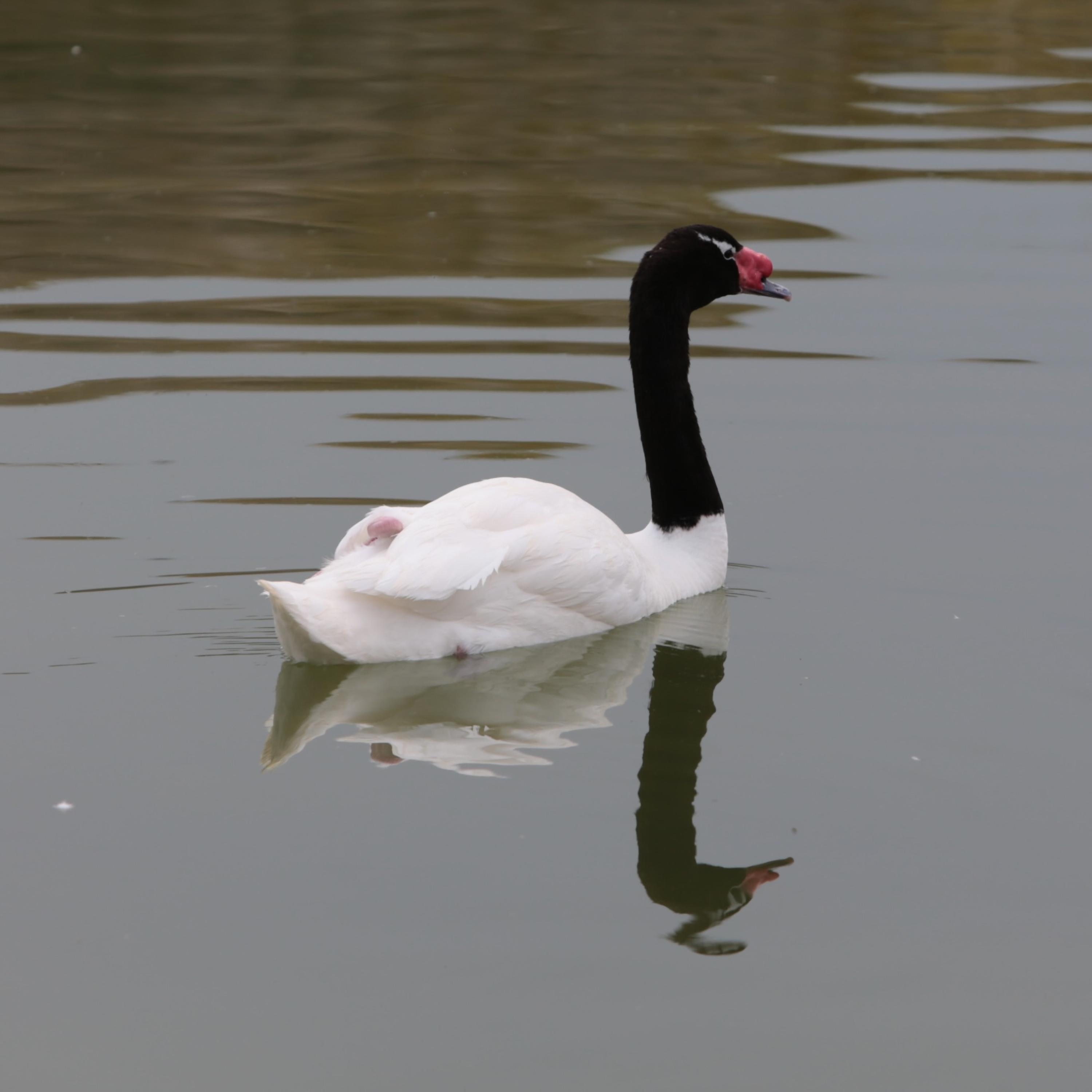Cygne noir et cygne blanc by Plamen Mihalev cover art