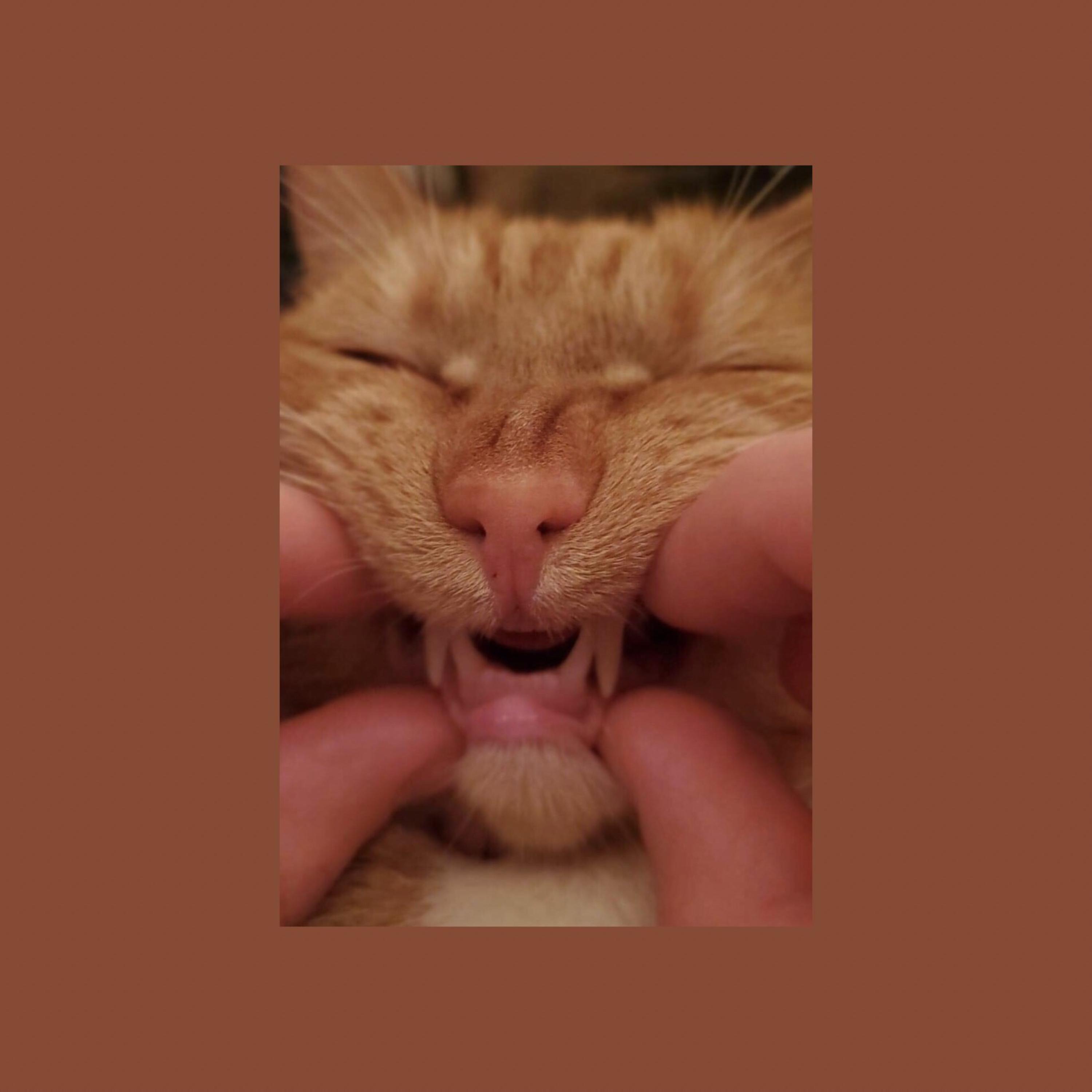 i would spend nine lives with you artwork