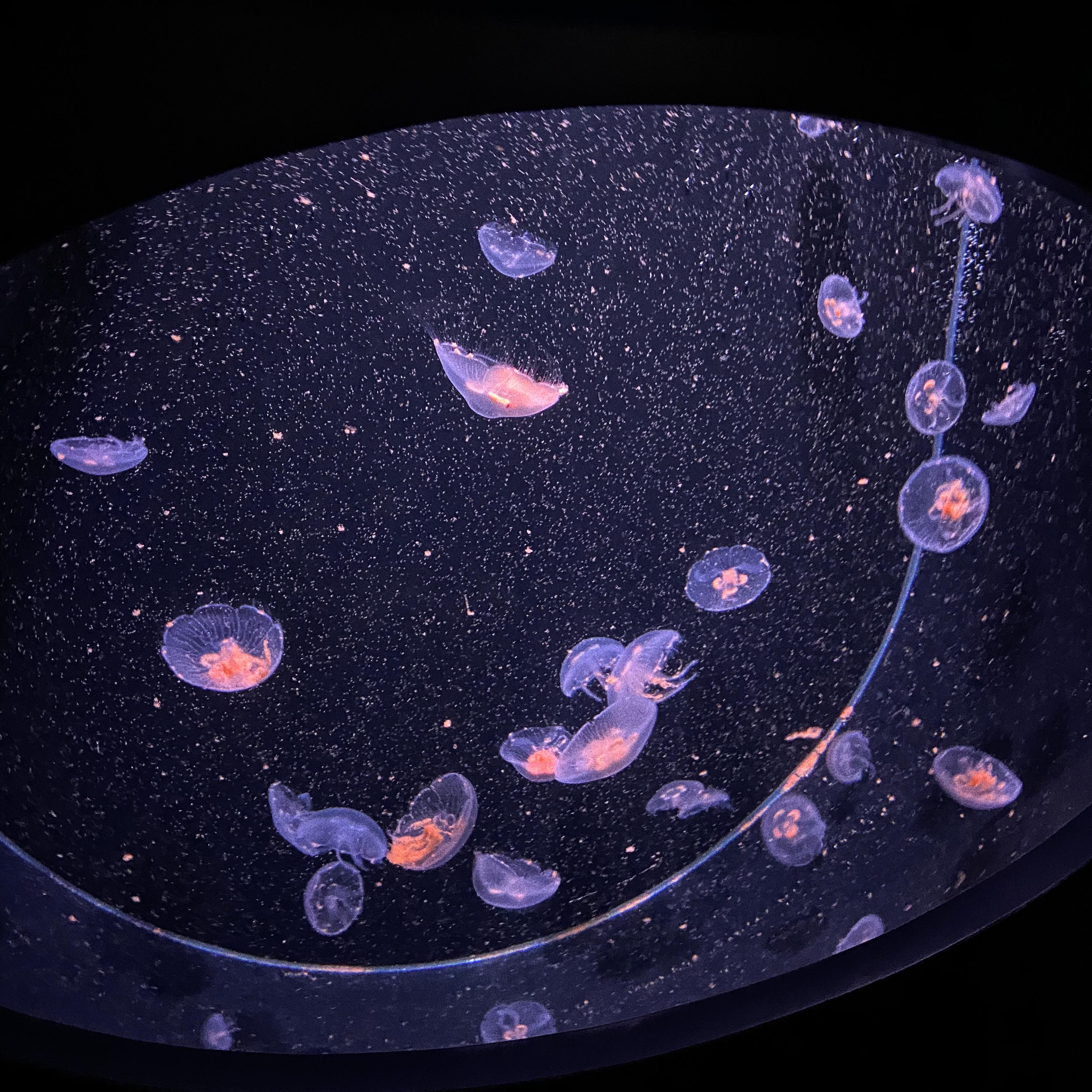 The Soundscapes artwork
