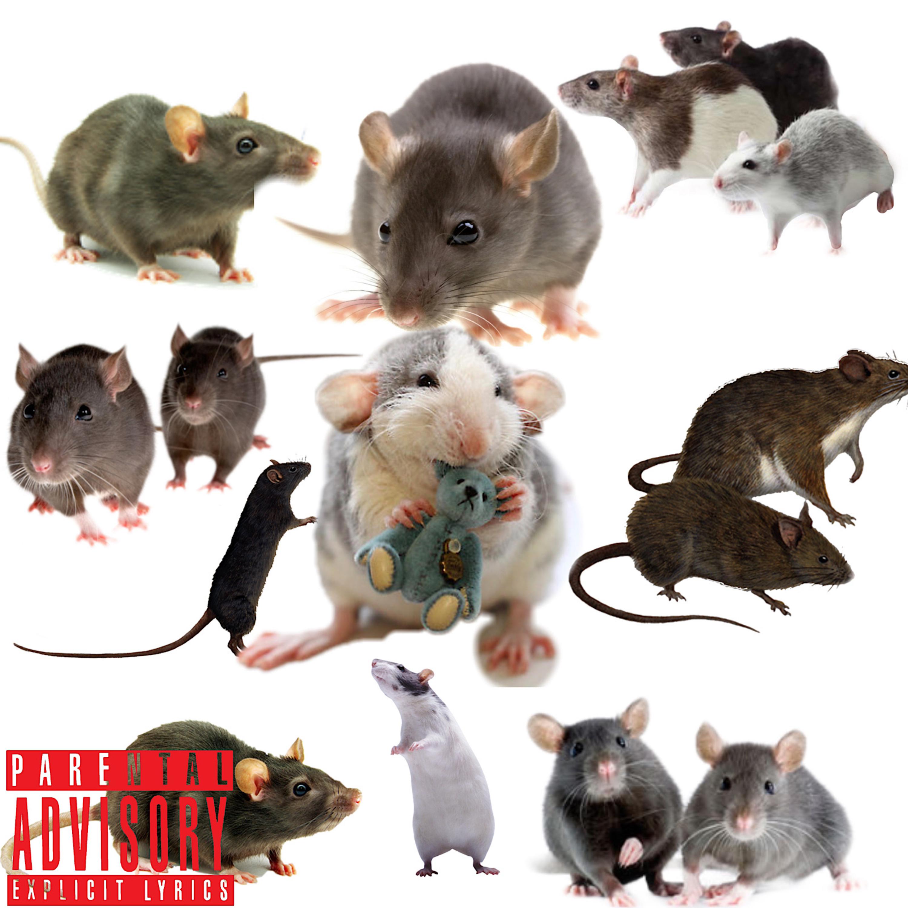 Rat Niggaz artwork
