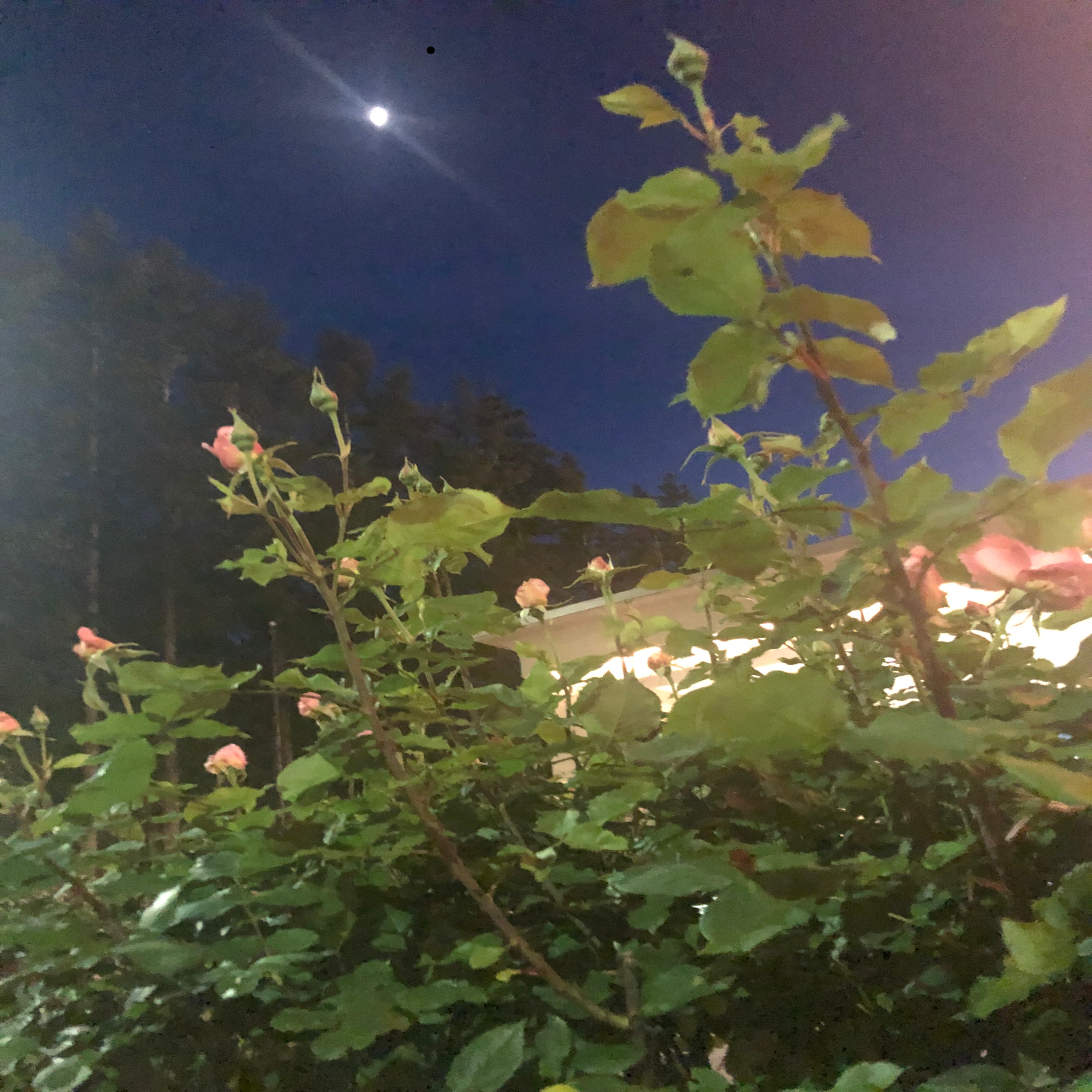 N0 L13! +Alts artwork