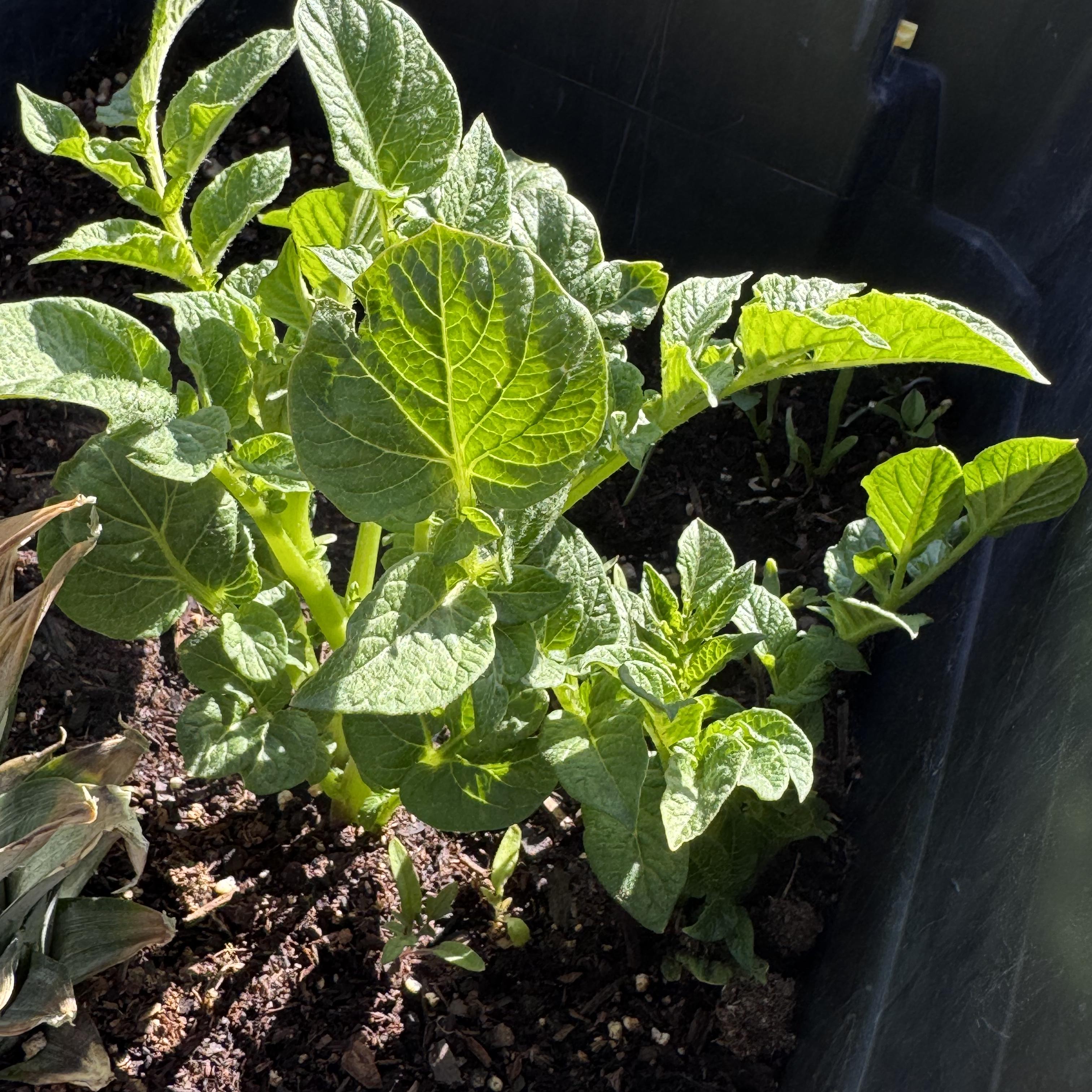For That Cash artwork