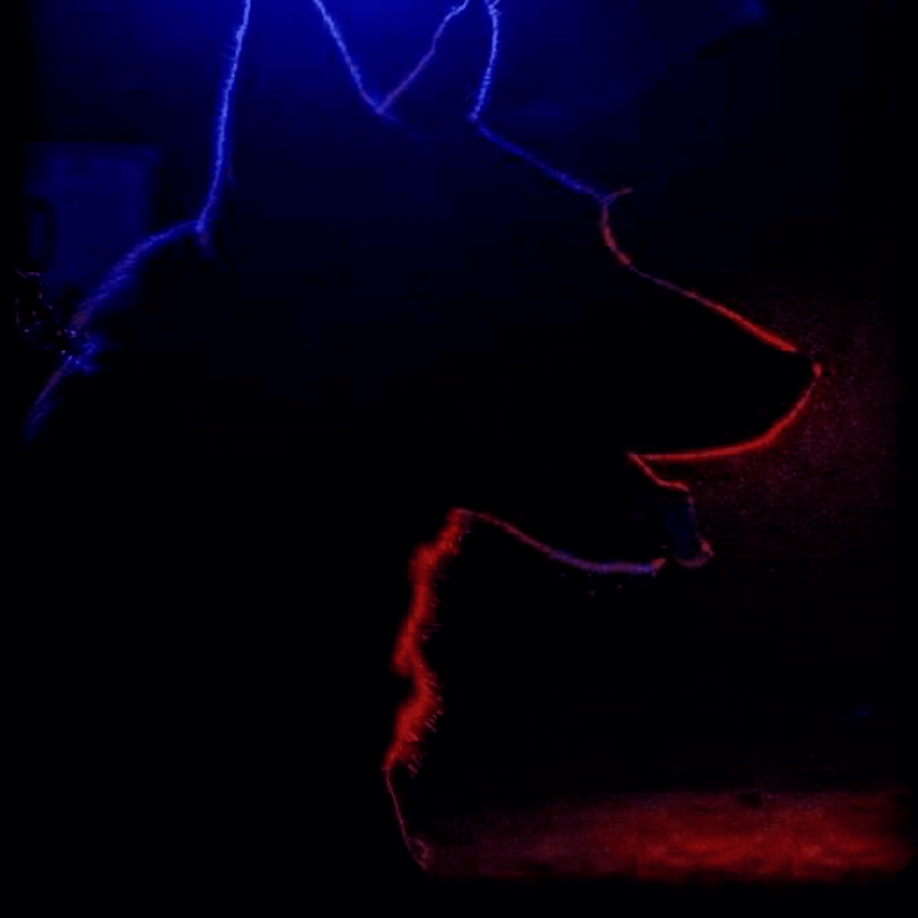 Life Of A Dog artwork