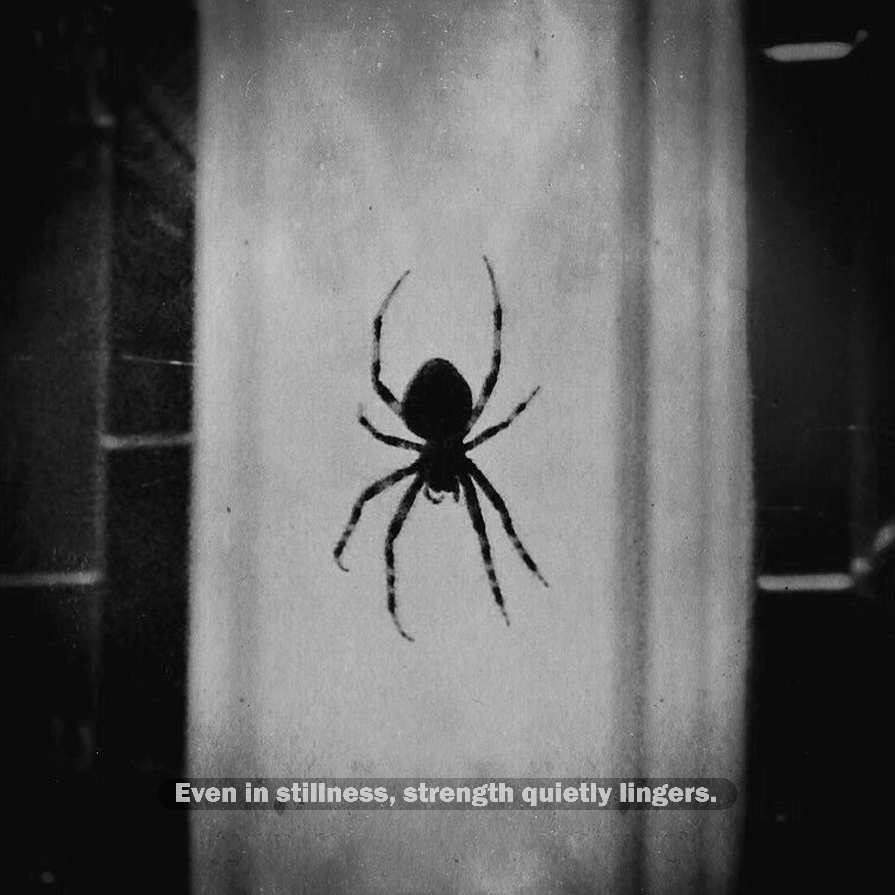 Spider artwork