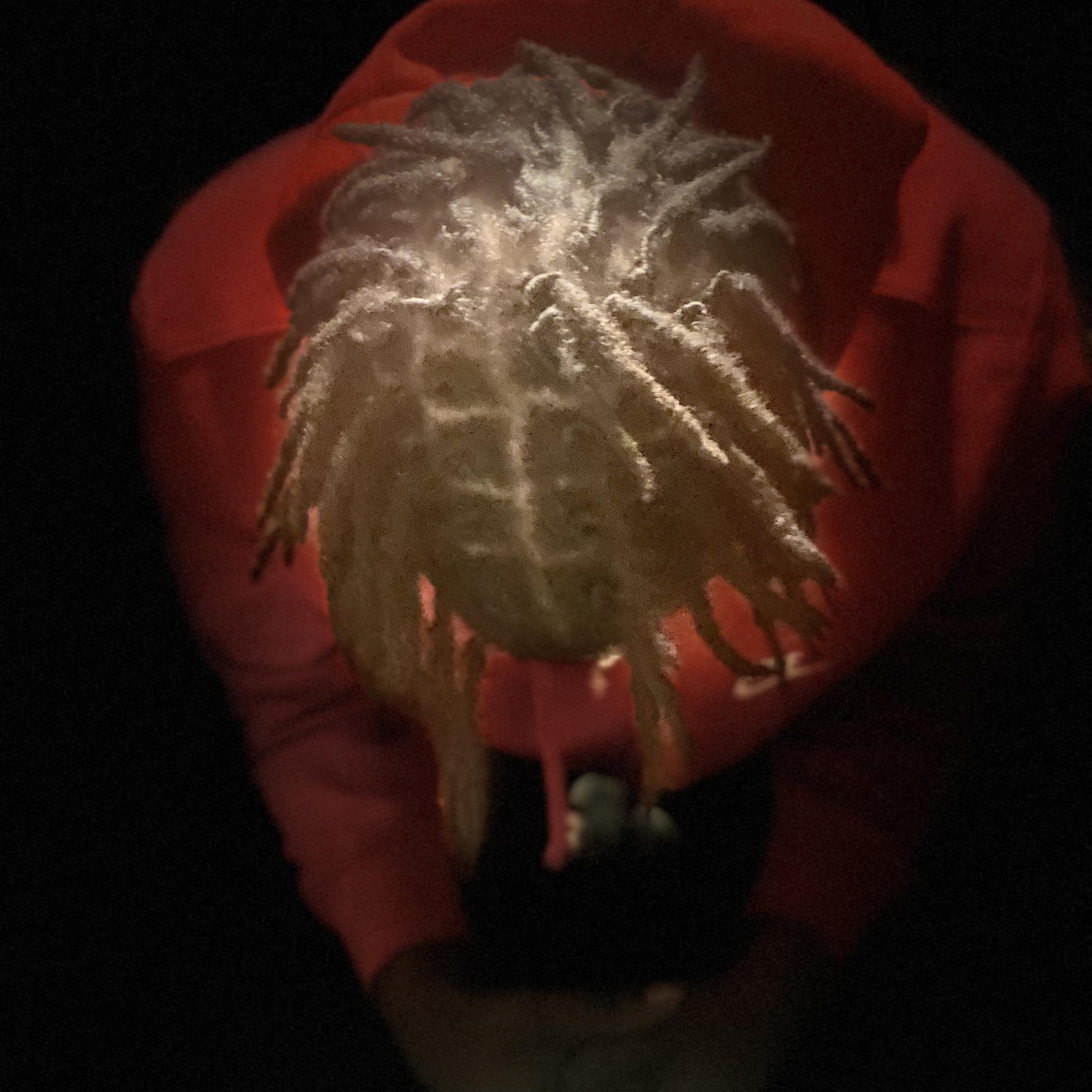 Snappin artwork