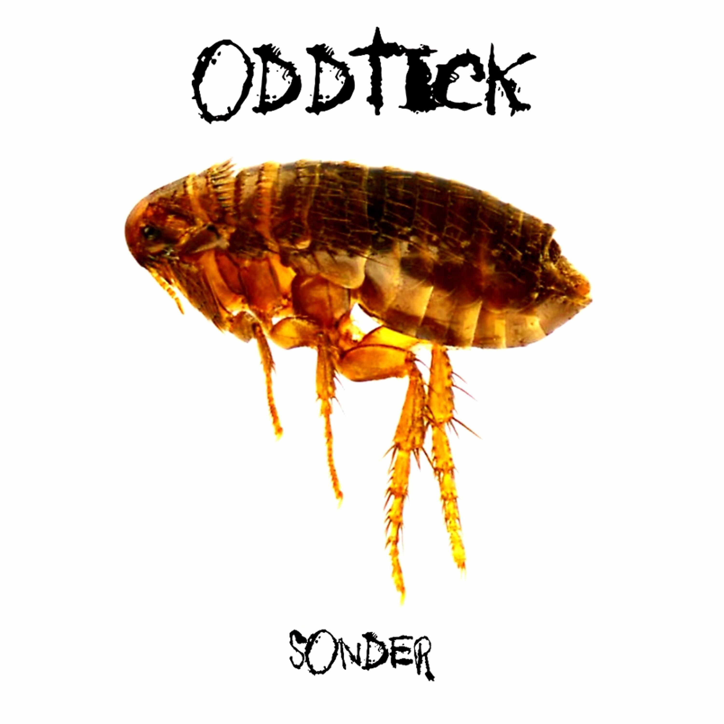 Sonder artwork