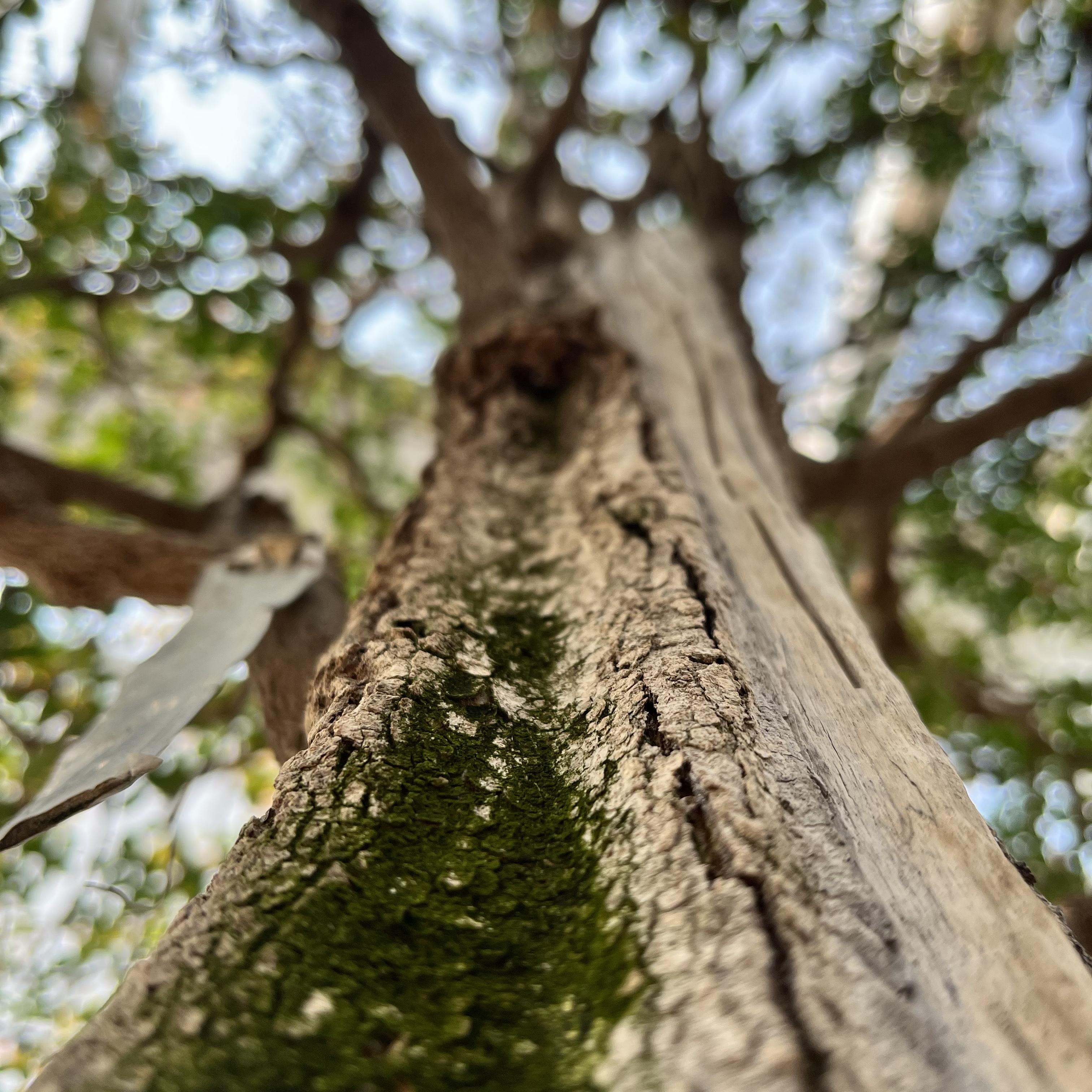 Self Destruction (Spoken Word) artwork