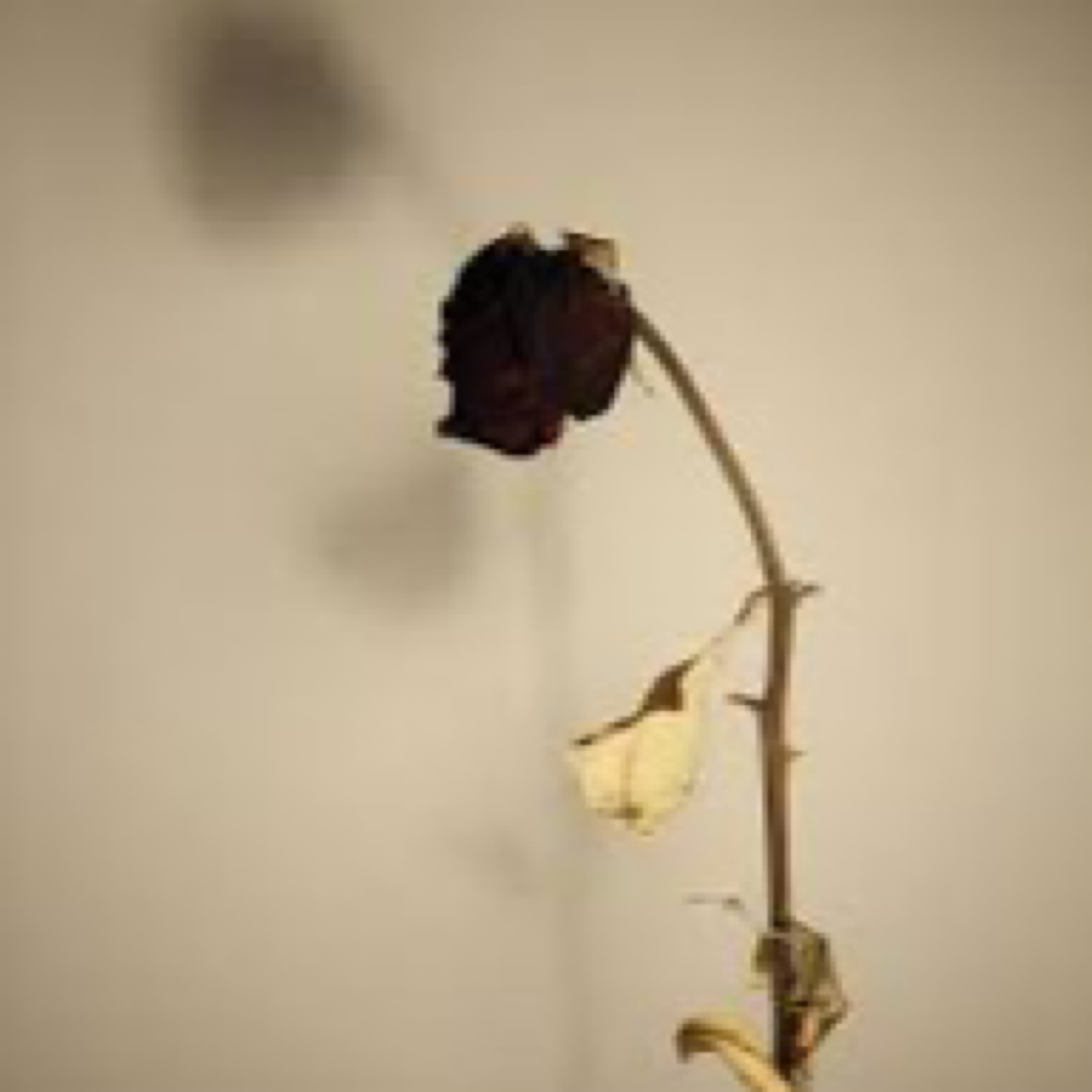 Dead Rose artwork