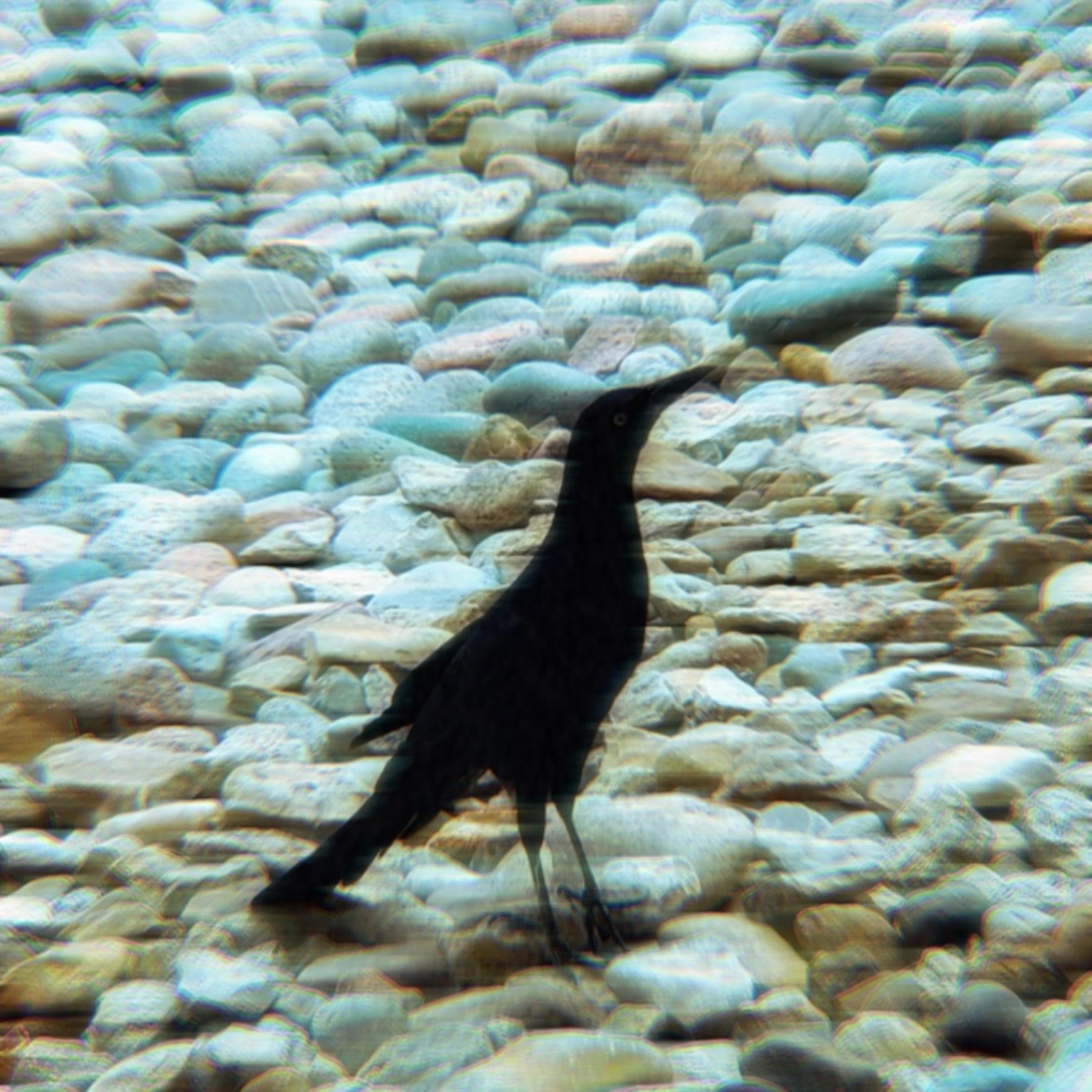 synthetic orgANS artwork