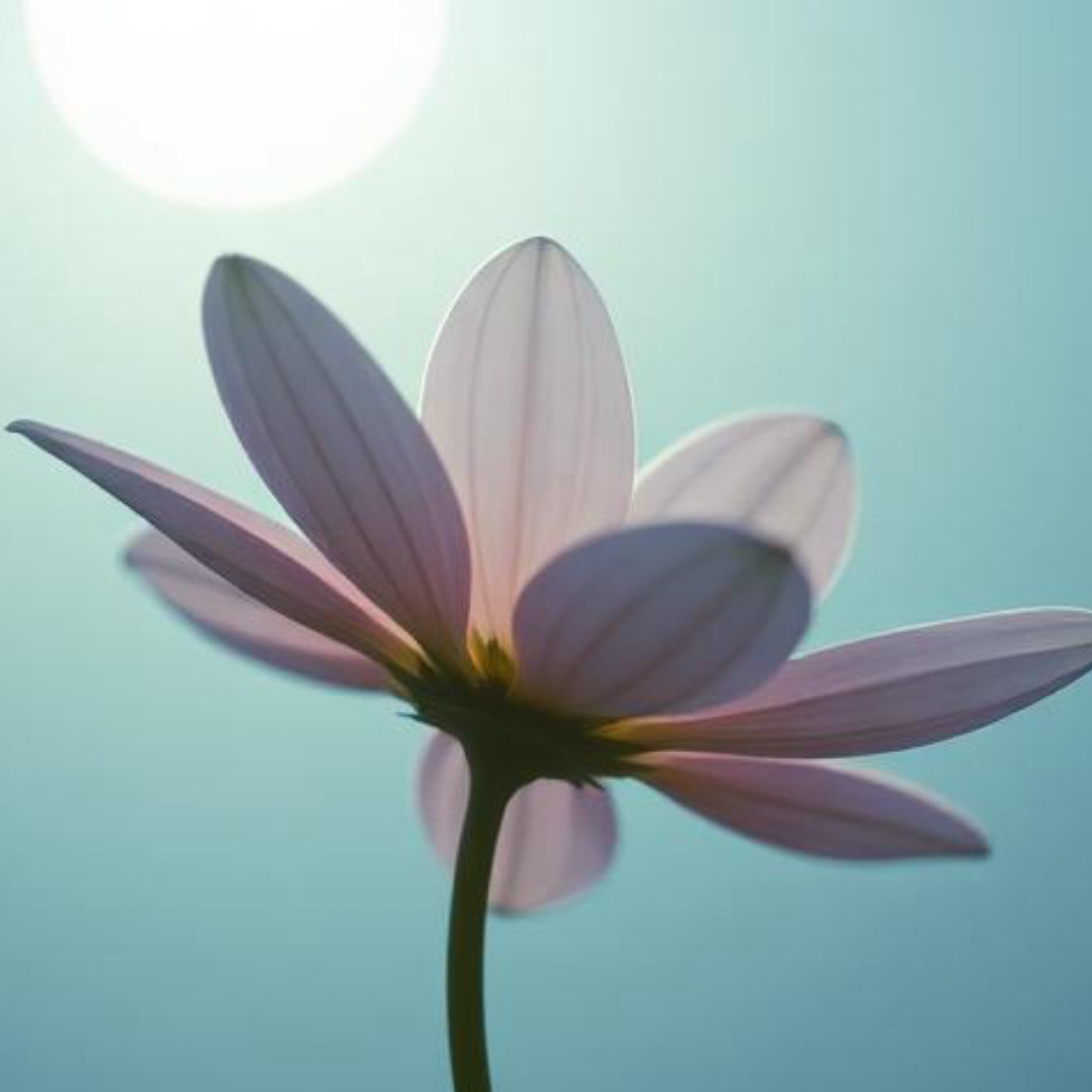 Beautiful Soul artwork