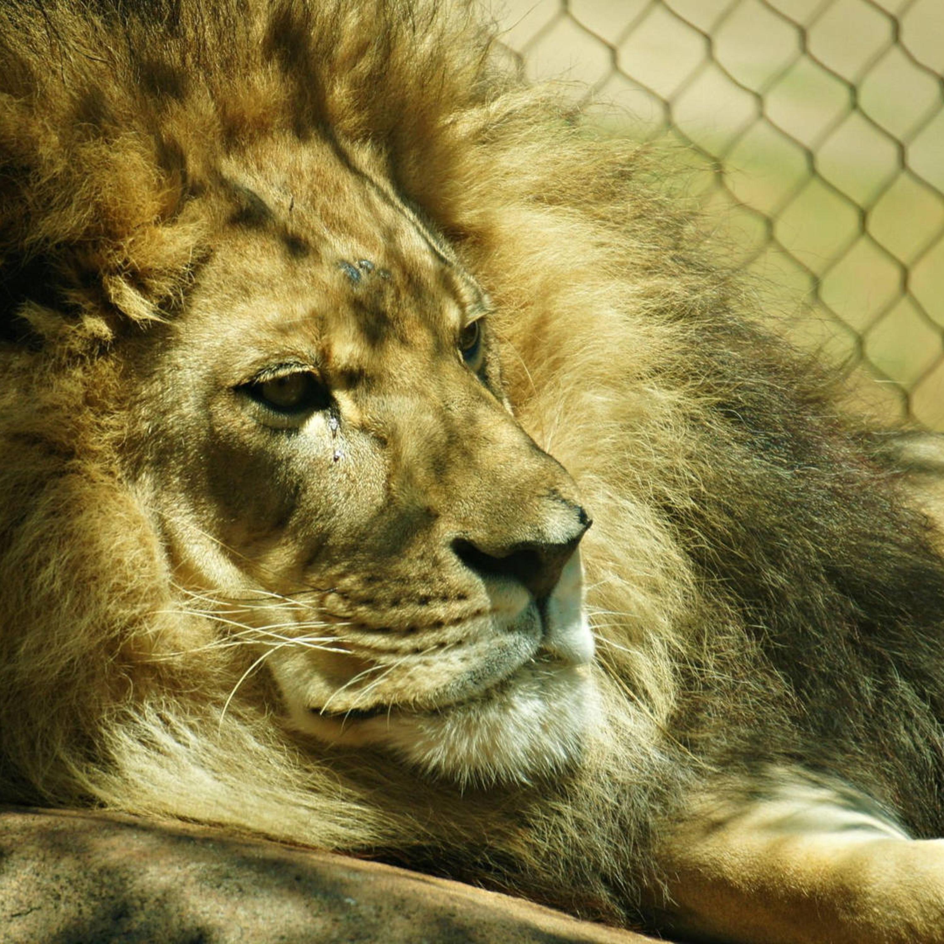 Caged Lion artwork