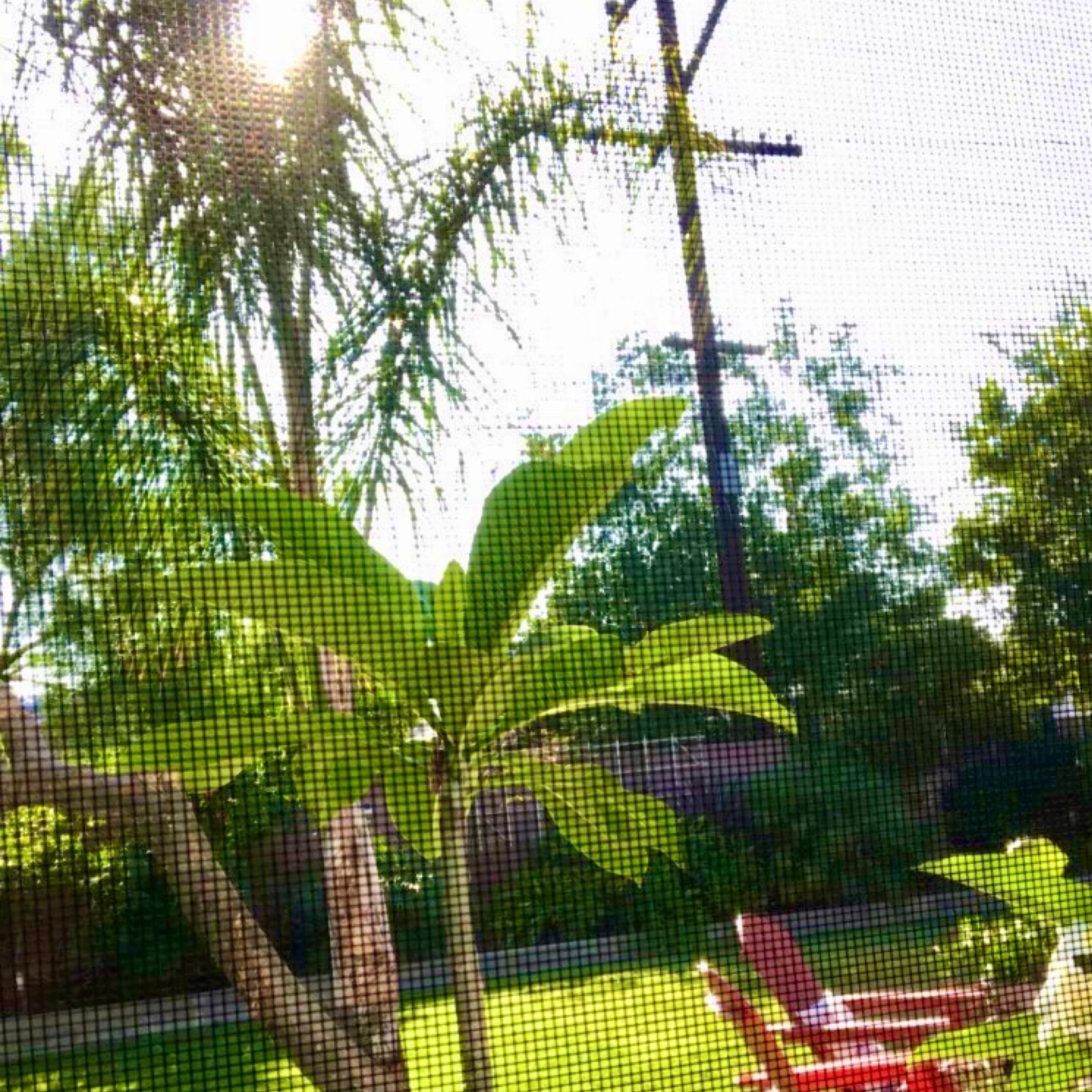 SNOH FREESTYLE artwork