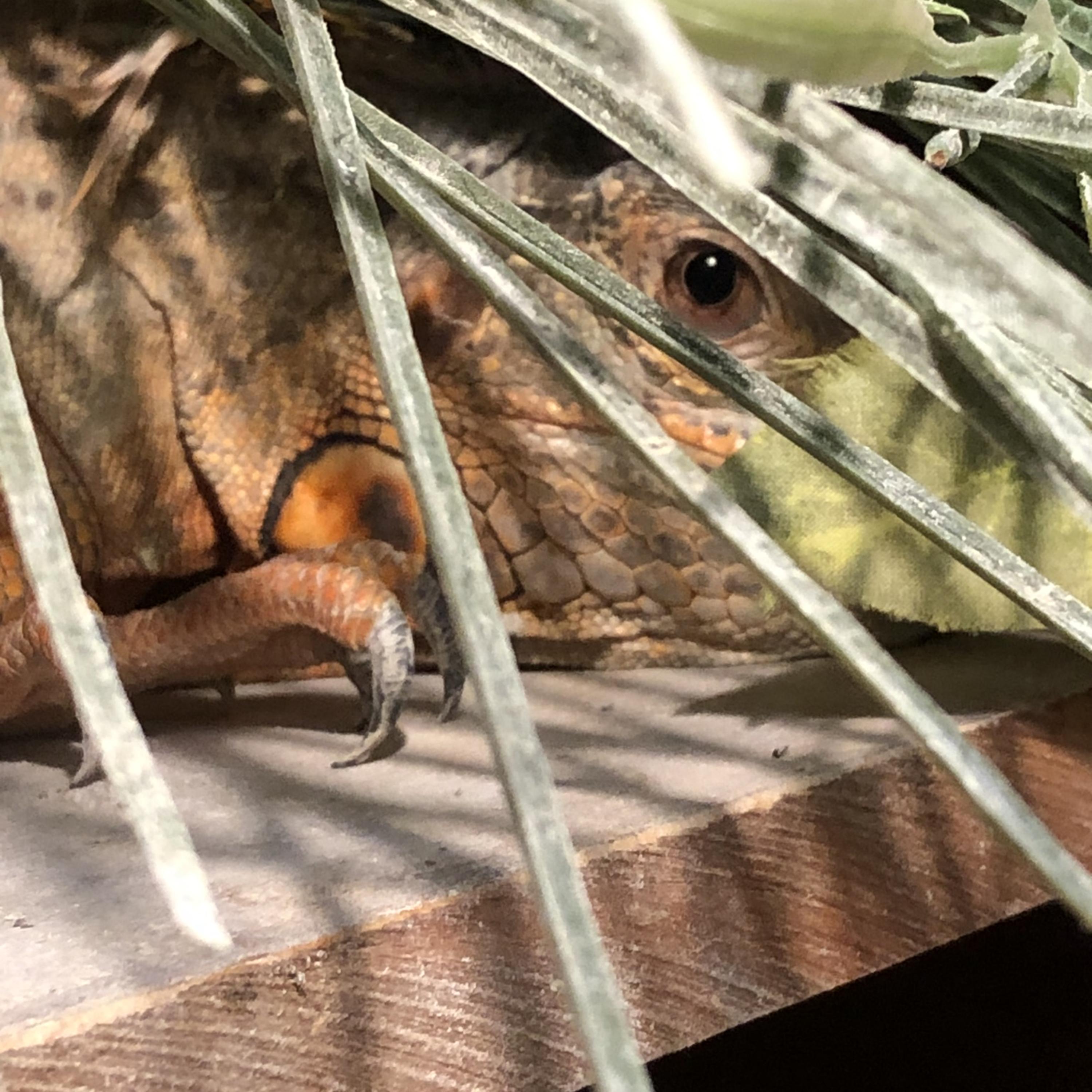 I’m Telling On You artwork