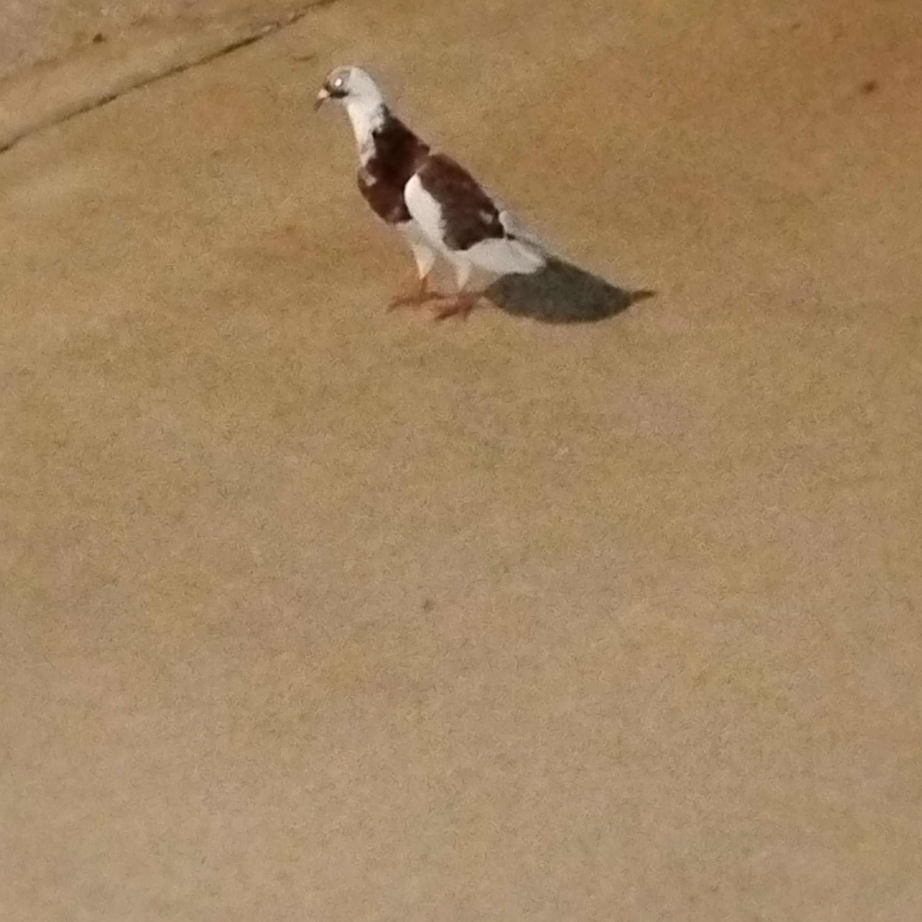 Paul the butcher artwork