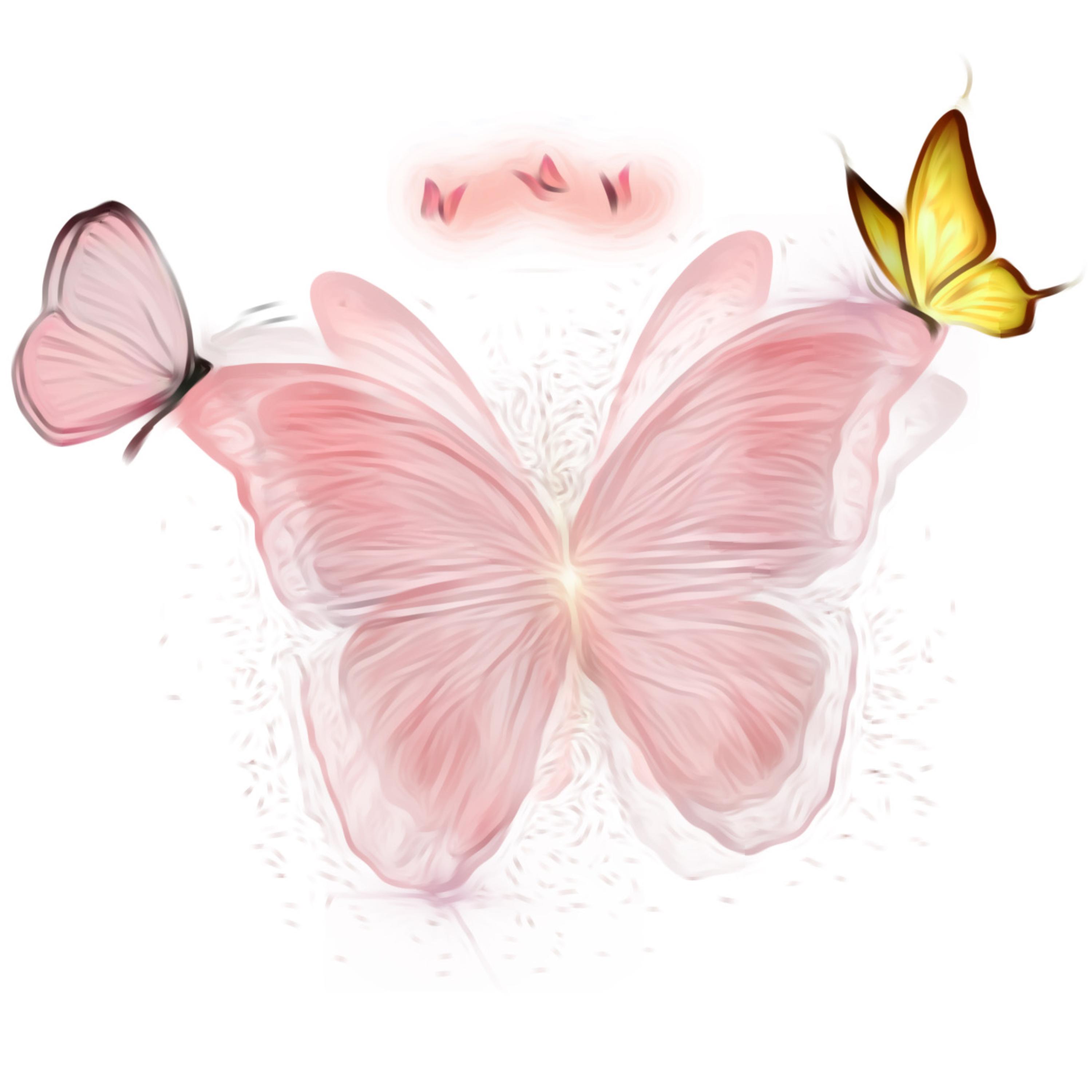 Butterfly Colors artwork