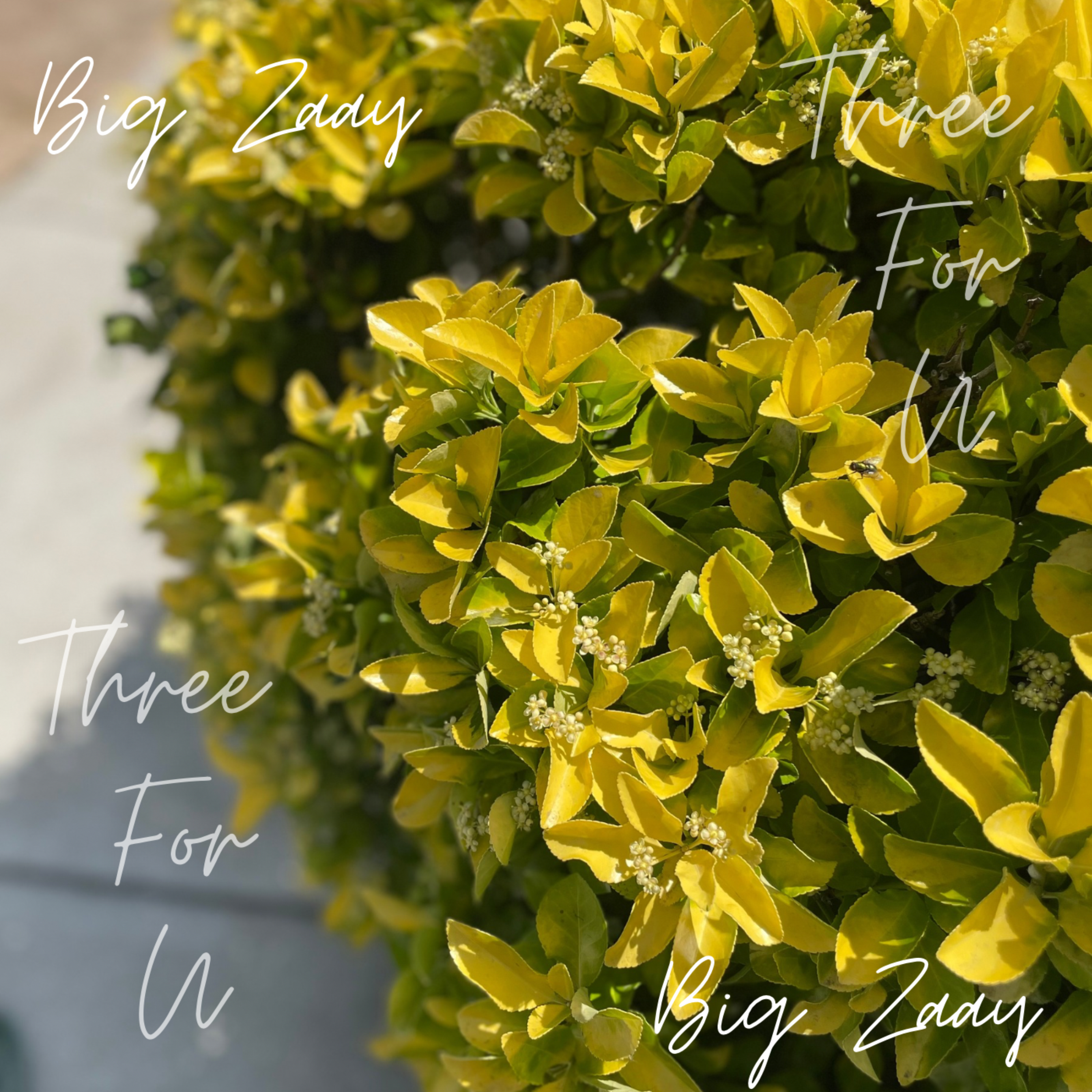 Three For U by Big Zaay  cover art