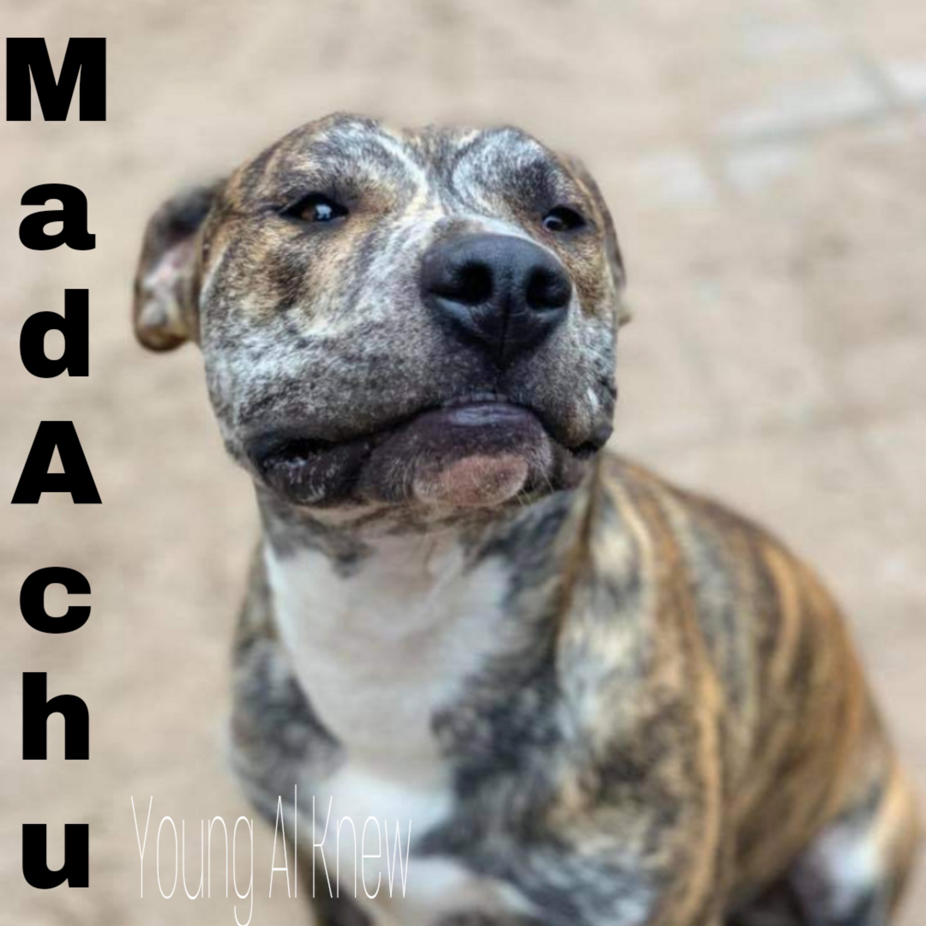 Mad Achu by Young al knew cover art