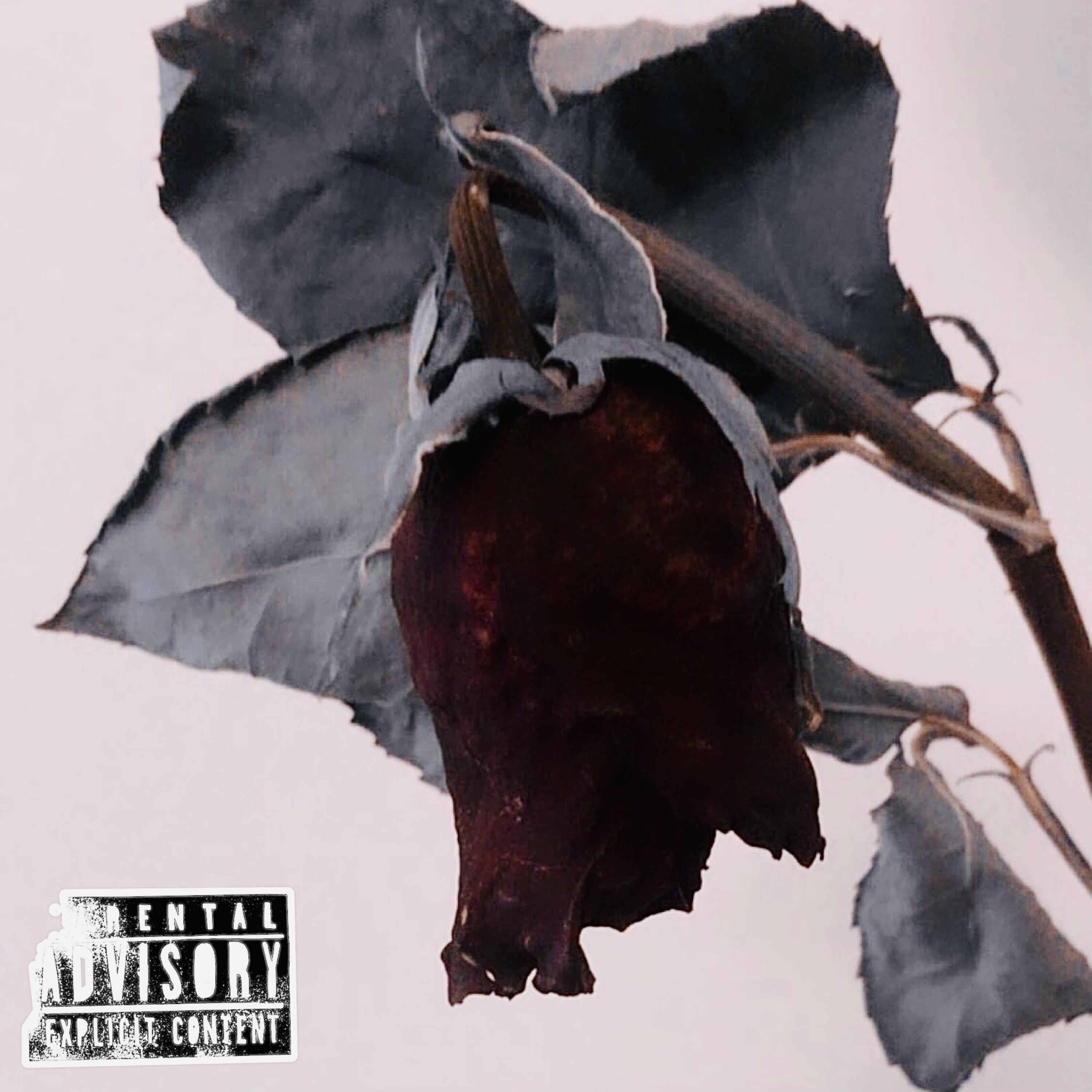 Dead Rose artwork