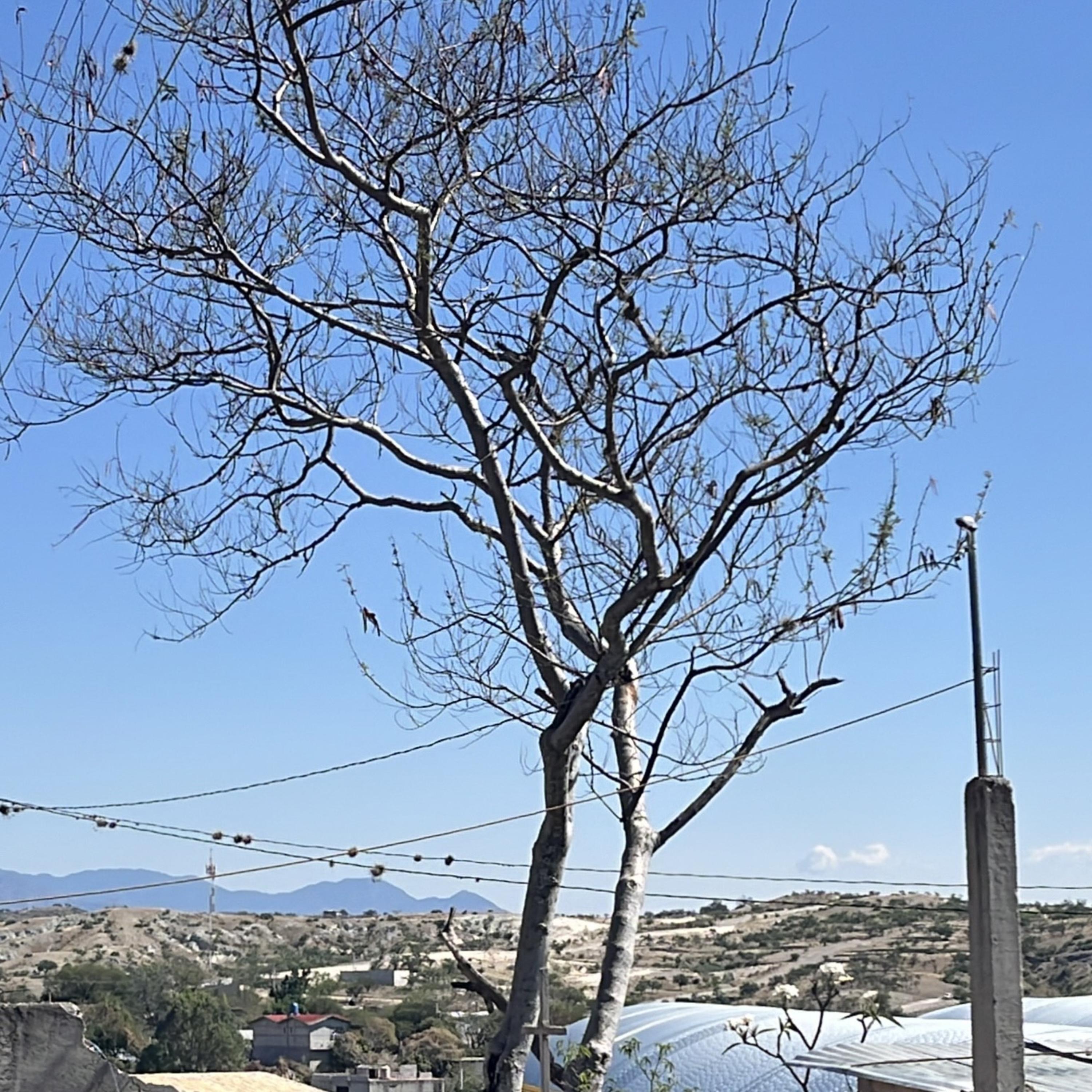 A Therian Christmas artwork