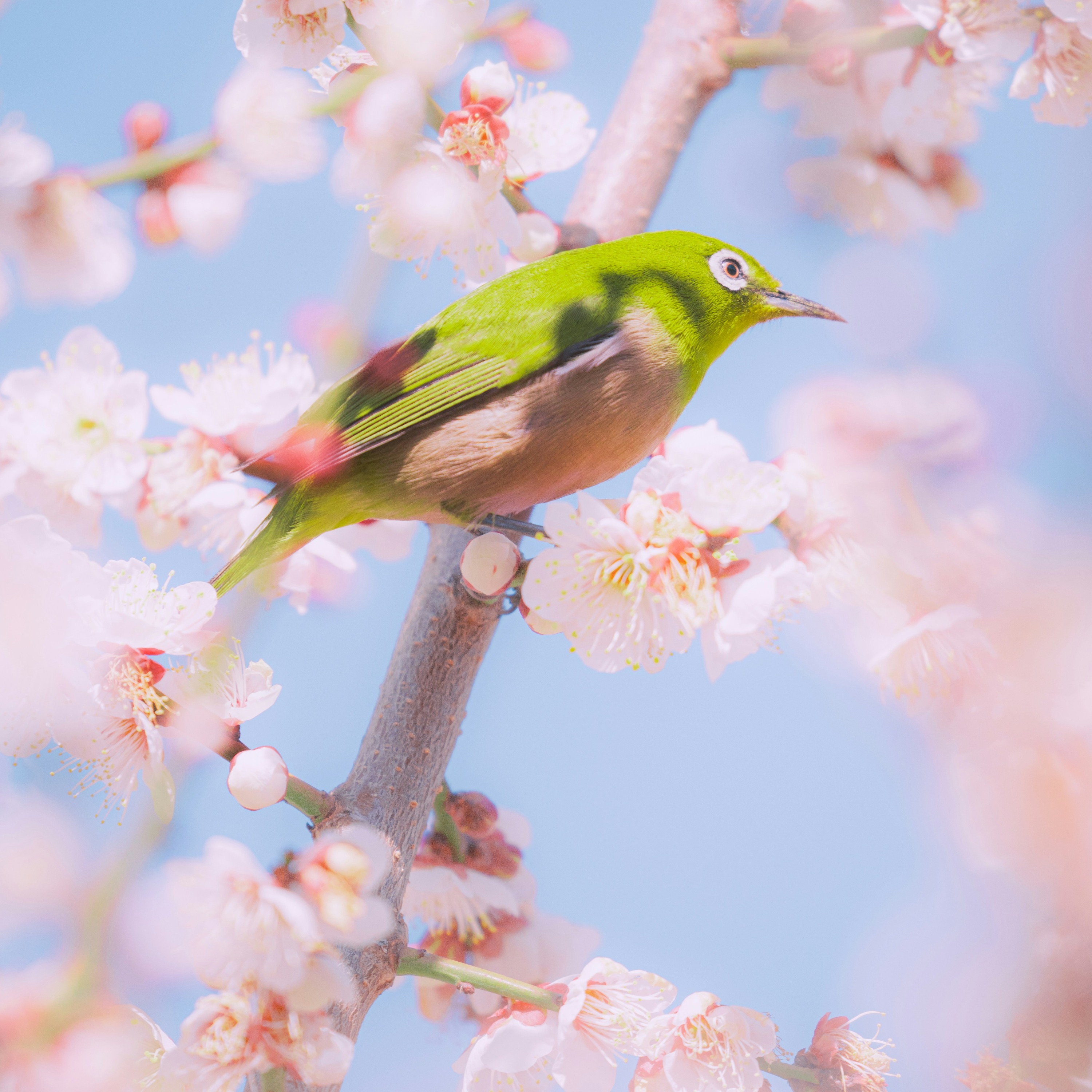 Undangan Palsu artwork