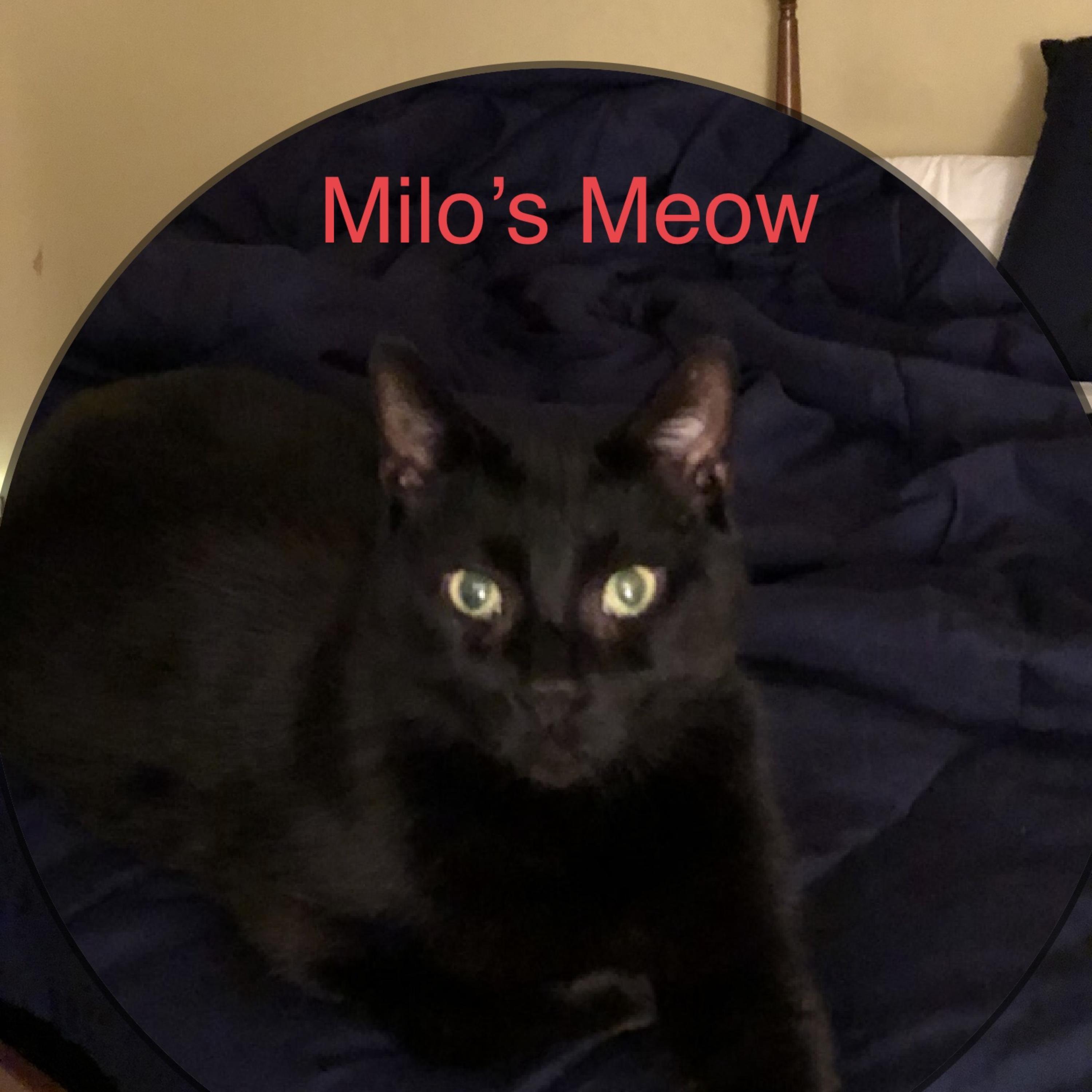 Milo’s Meow artwork