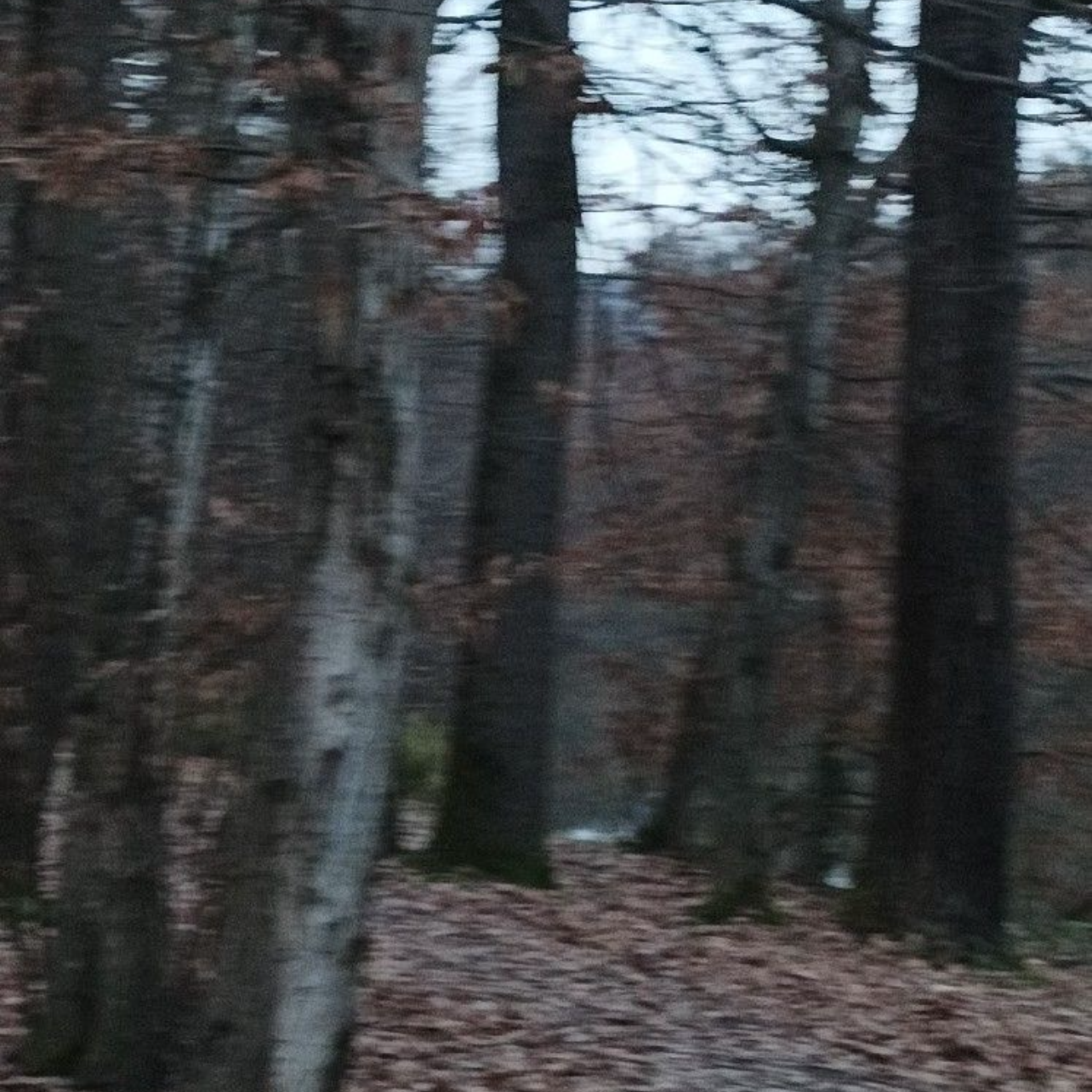 TikTok Sounds artwork