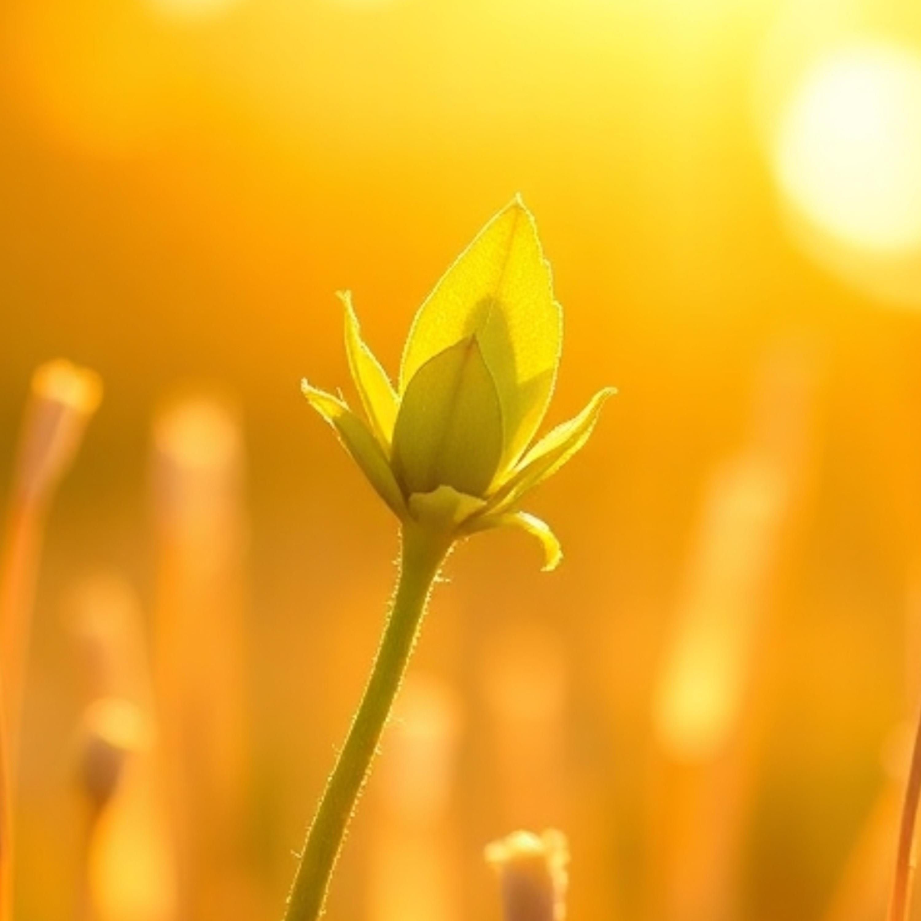 La Fleur de mon Jardin. artwork