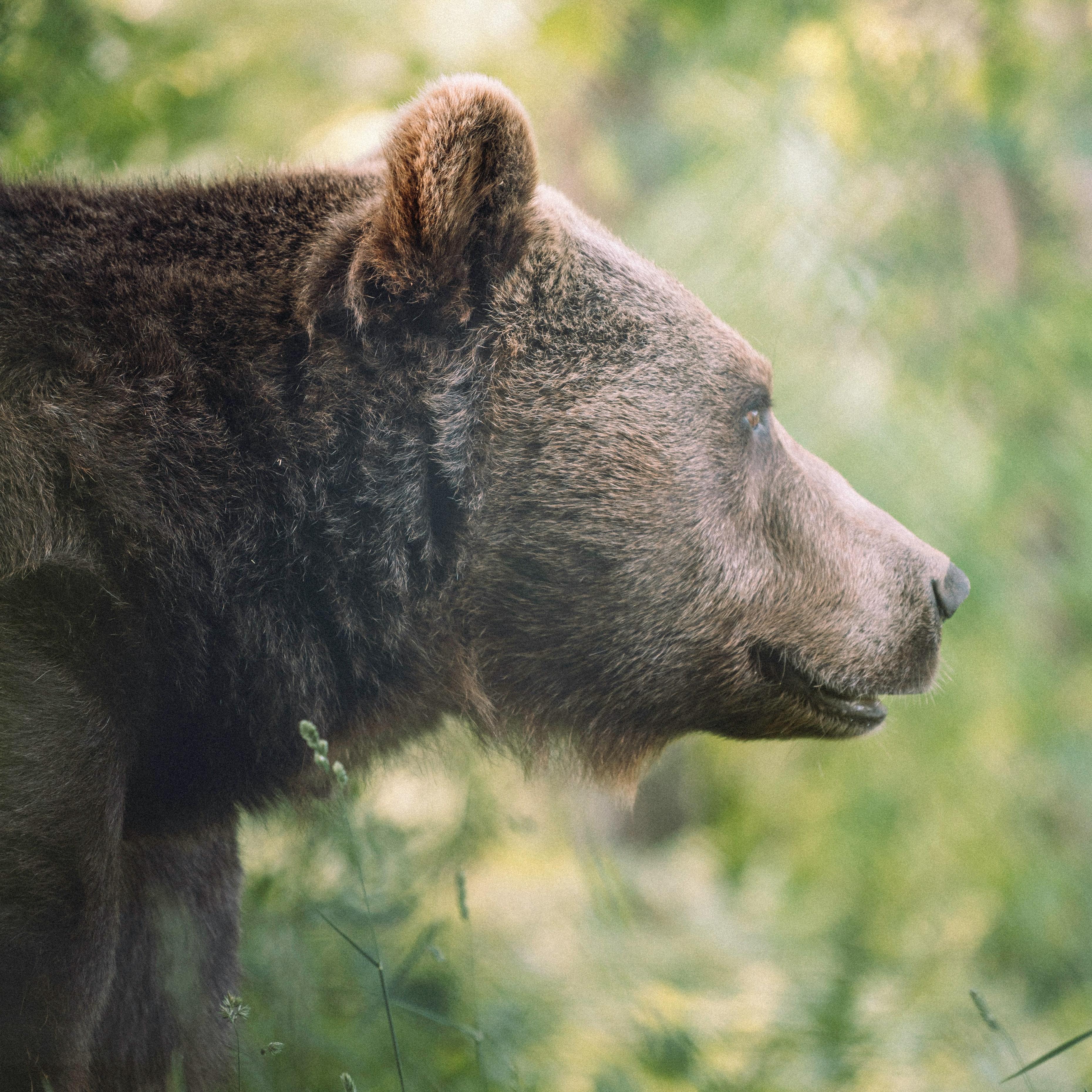 The Bear's The Forest's Heart artwork