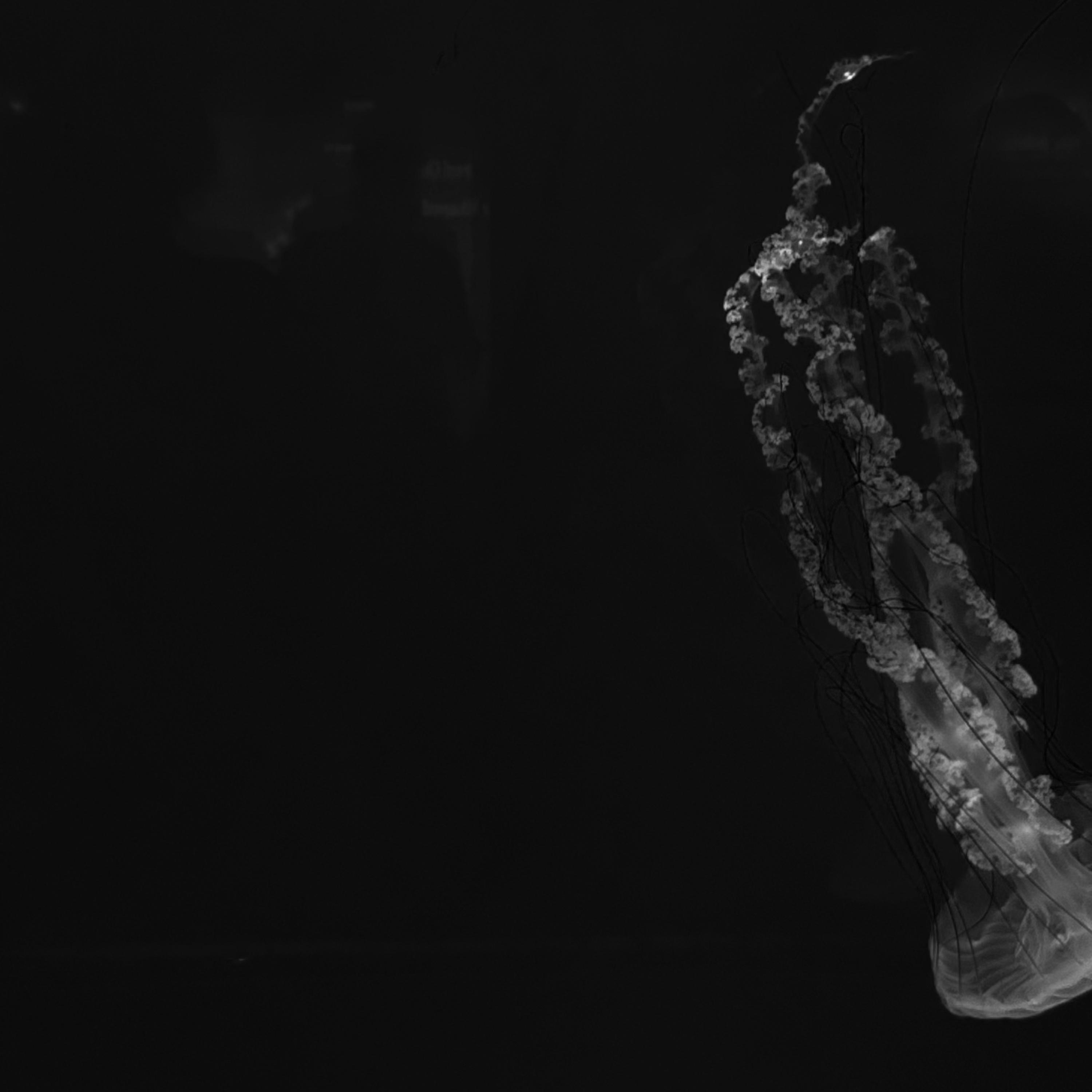 Till the scene artwork