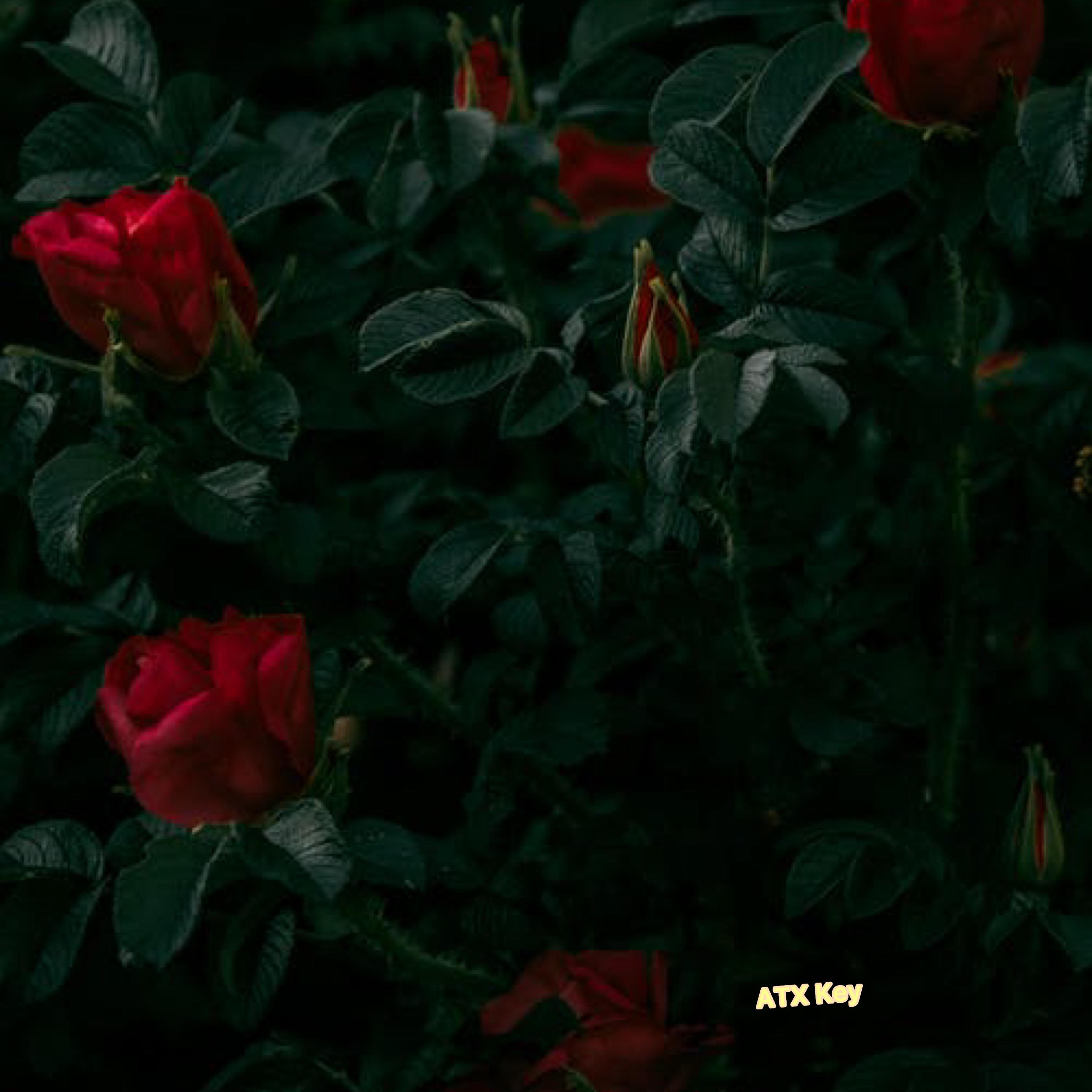 Hola artwork