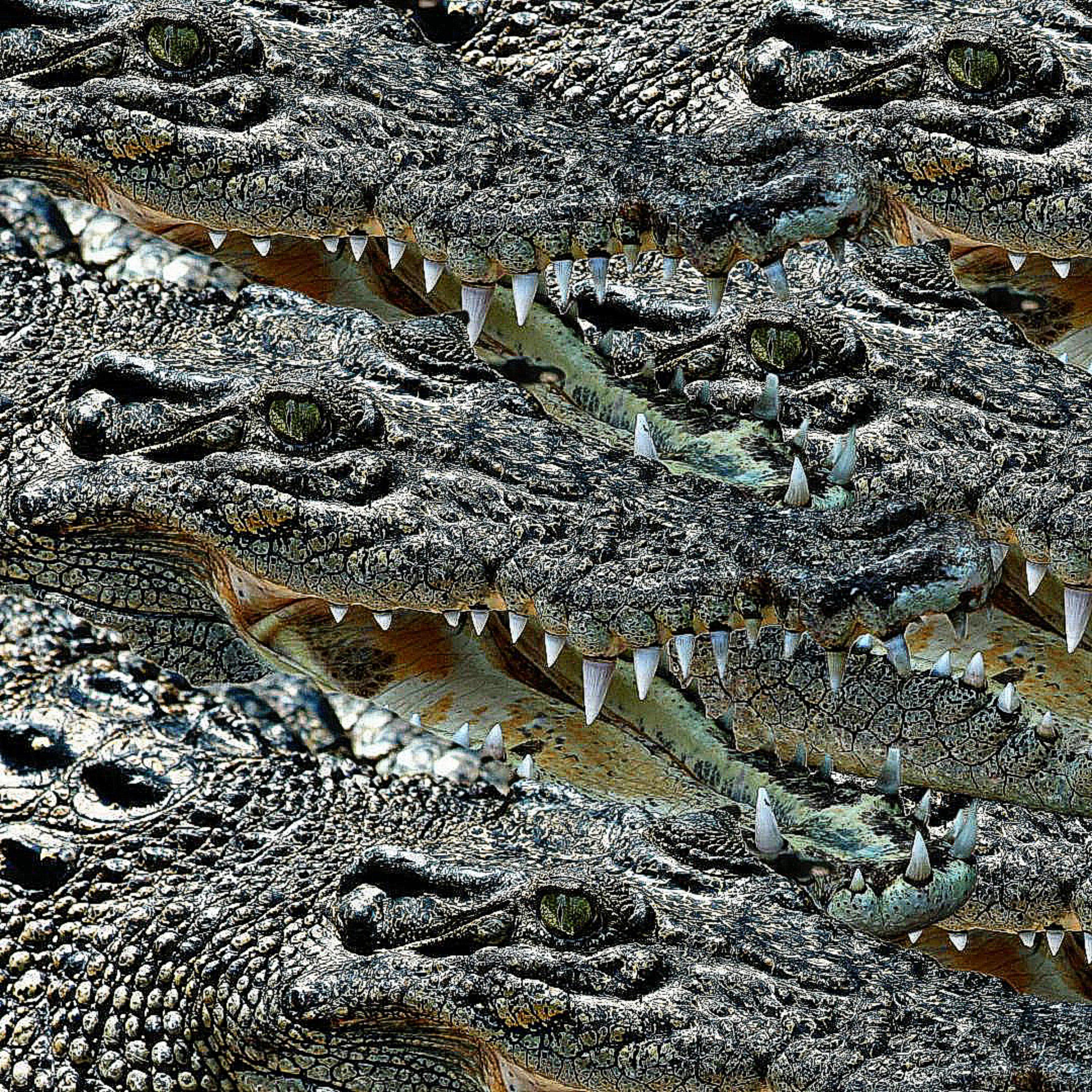 Kentucky Fried artwork