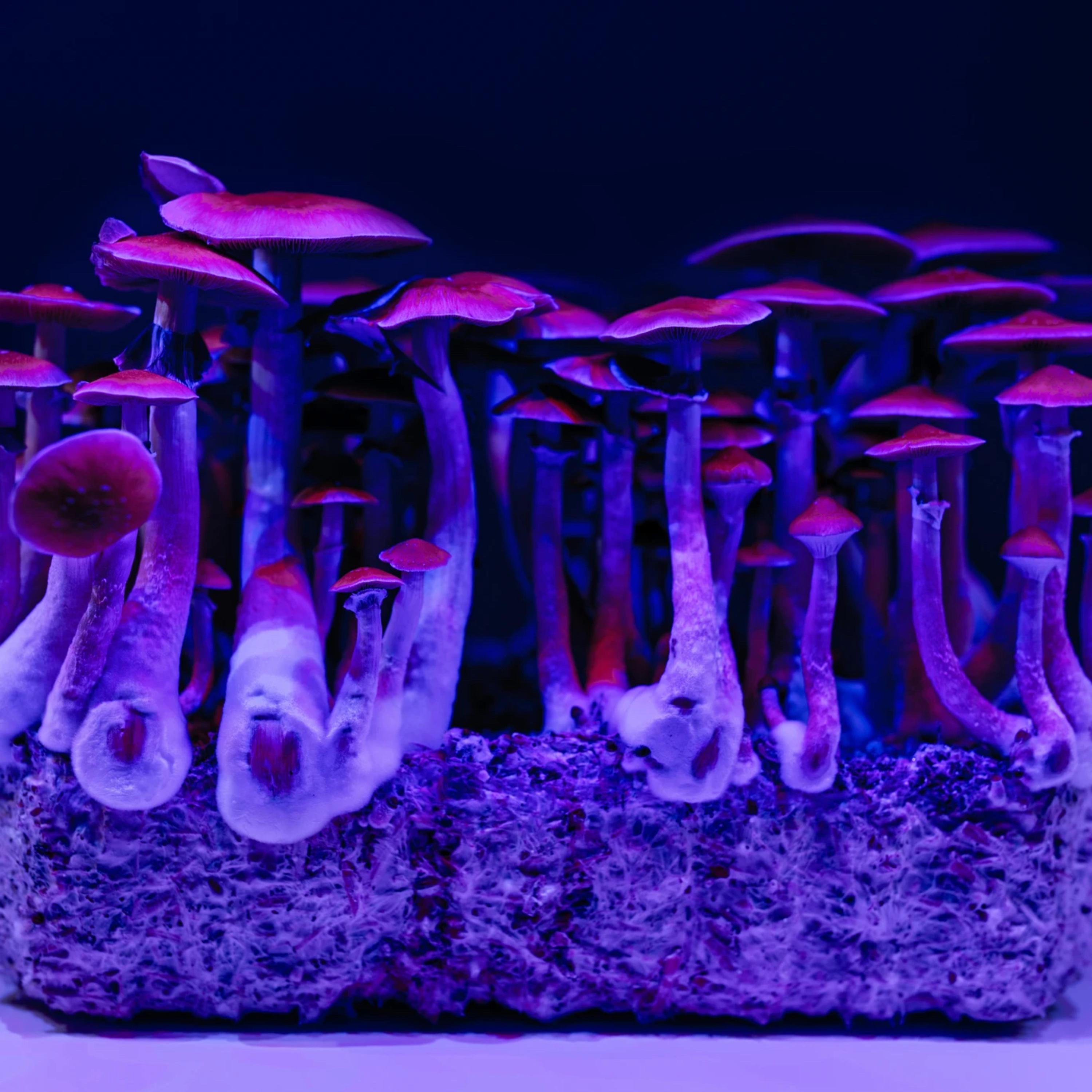 Purple Candy artwork