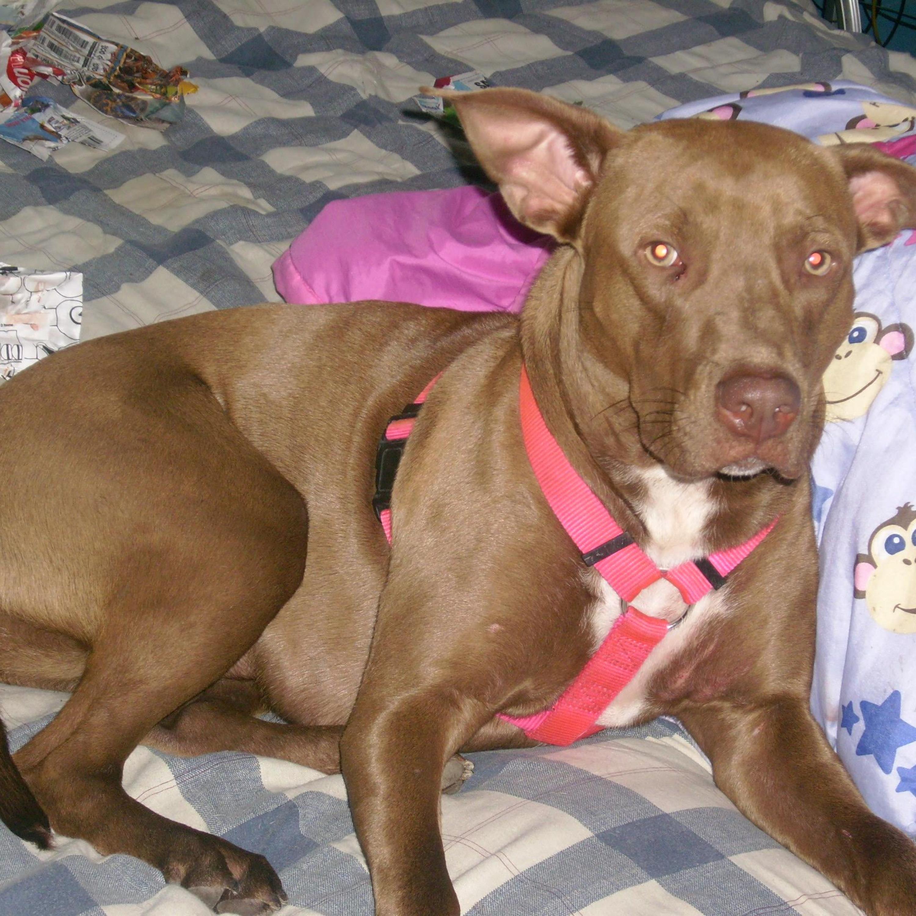 how do angles fly artwork