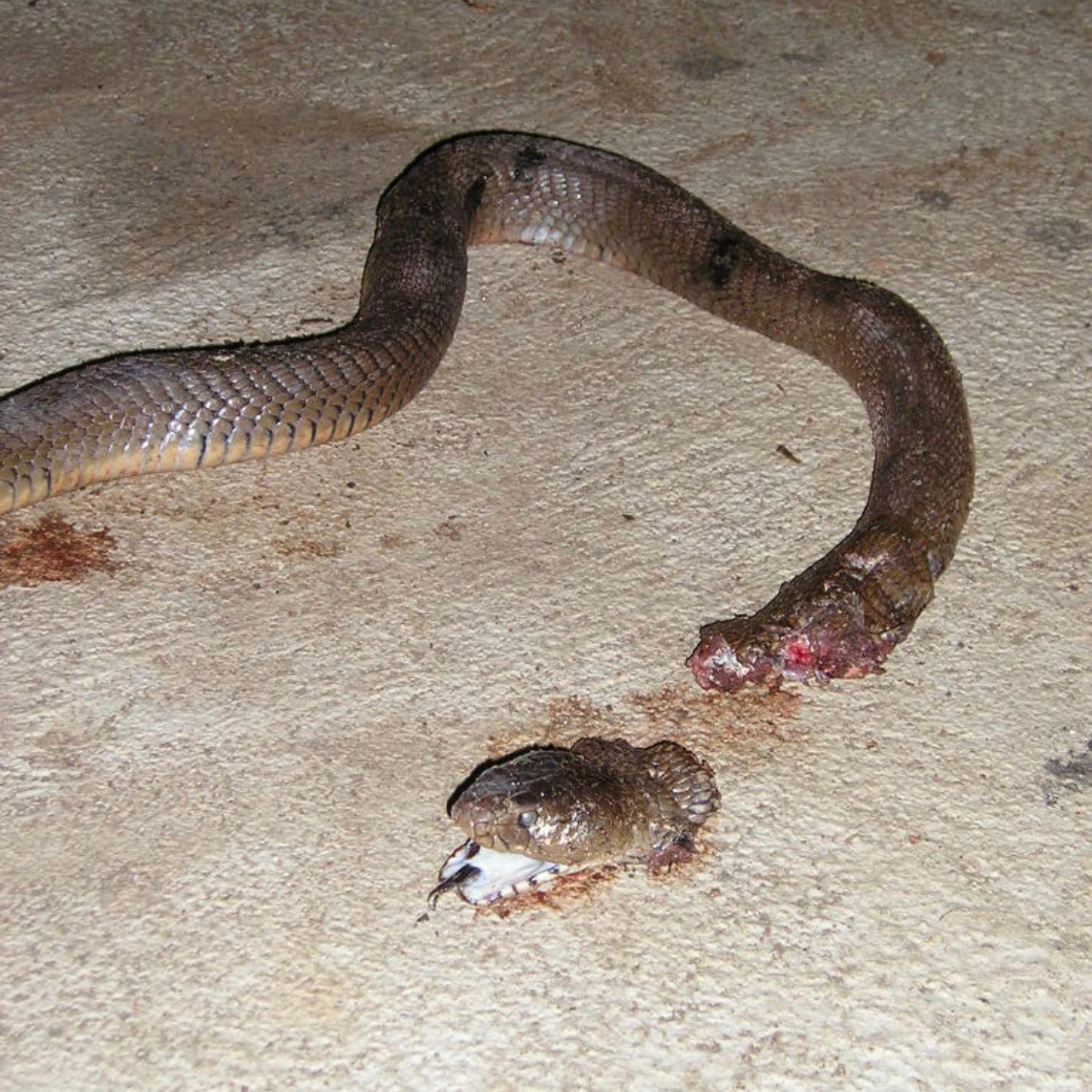Kill Snakes artwork