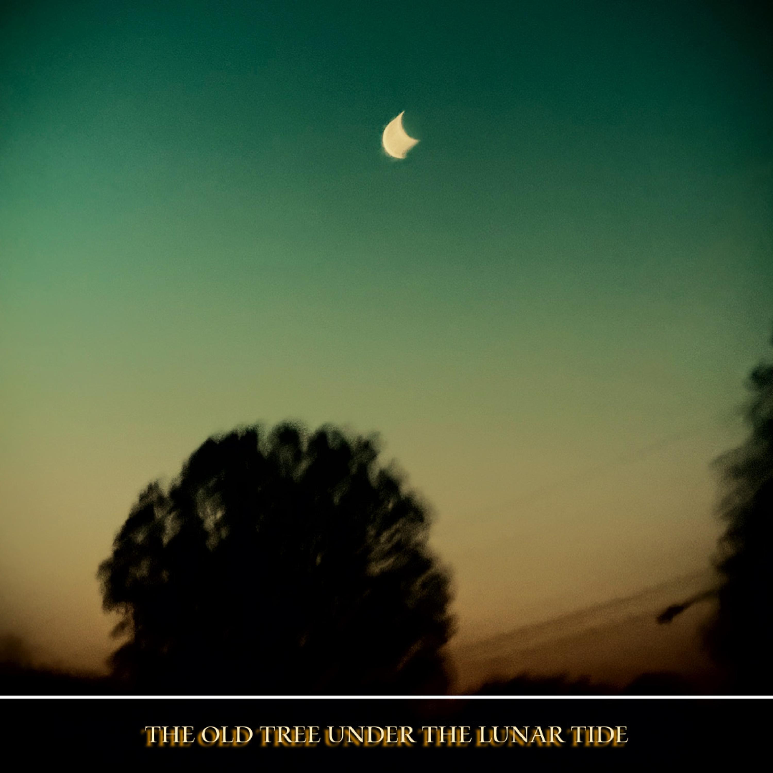 The old tree under the Lunar tide artwork