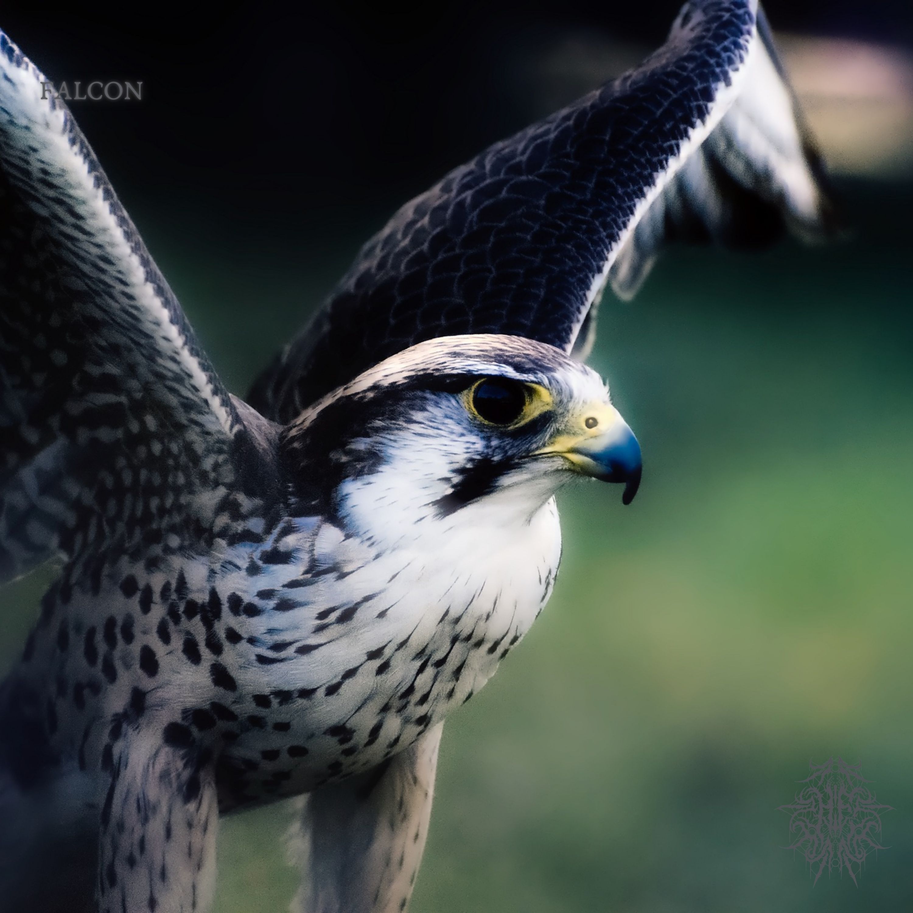 Falcon artwork