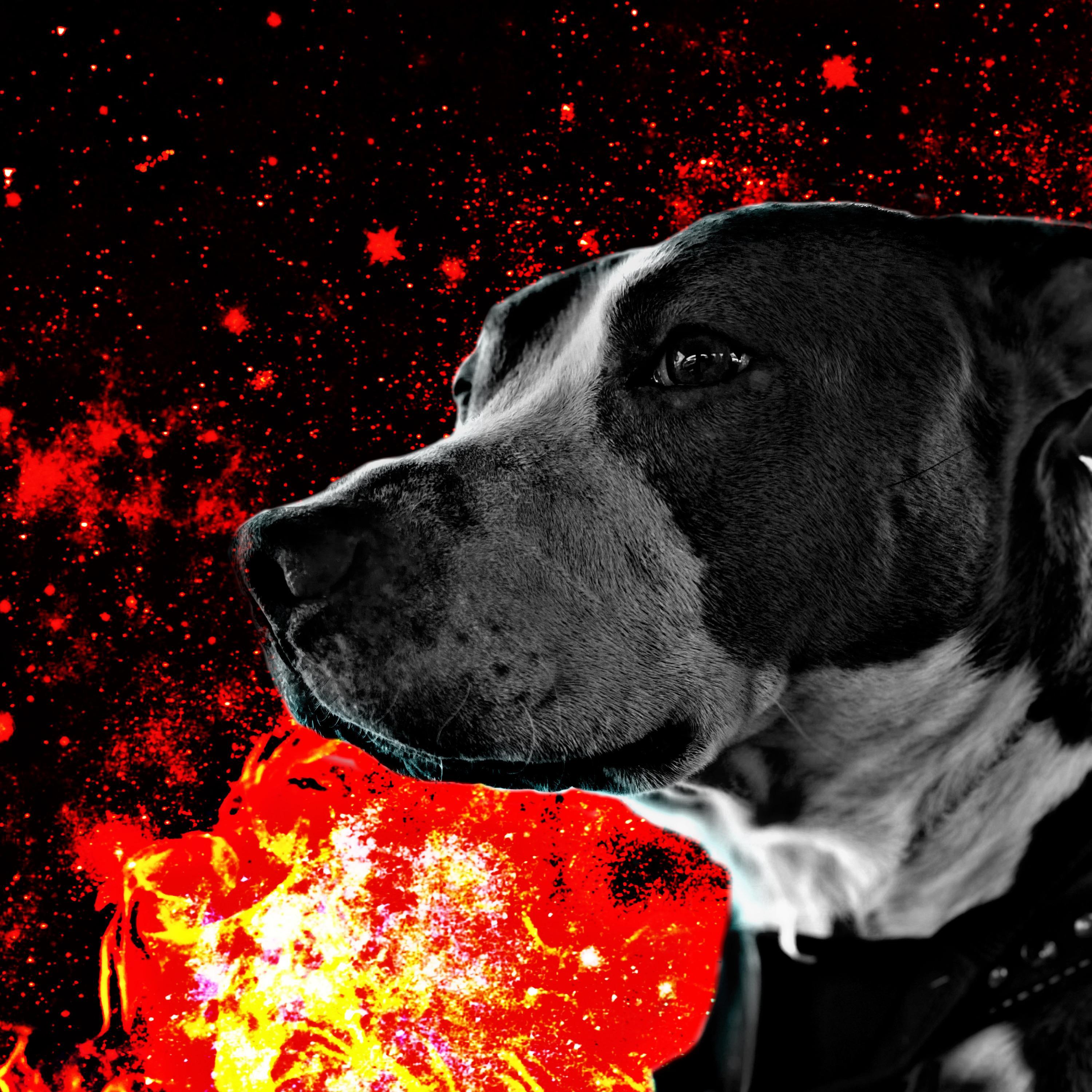 imissmydeaddog artwork
