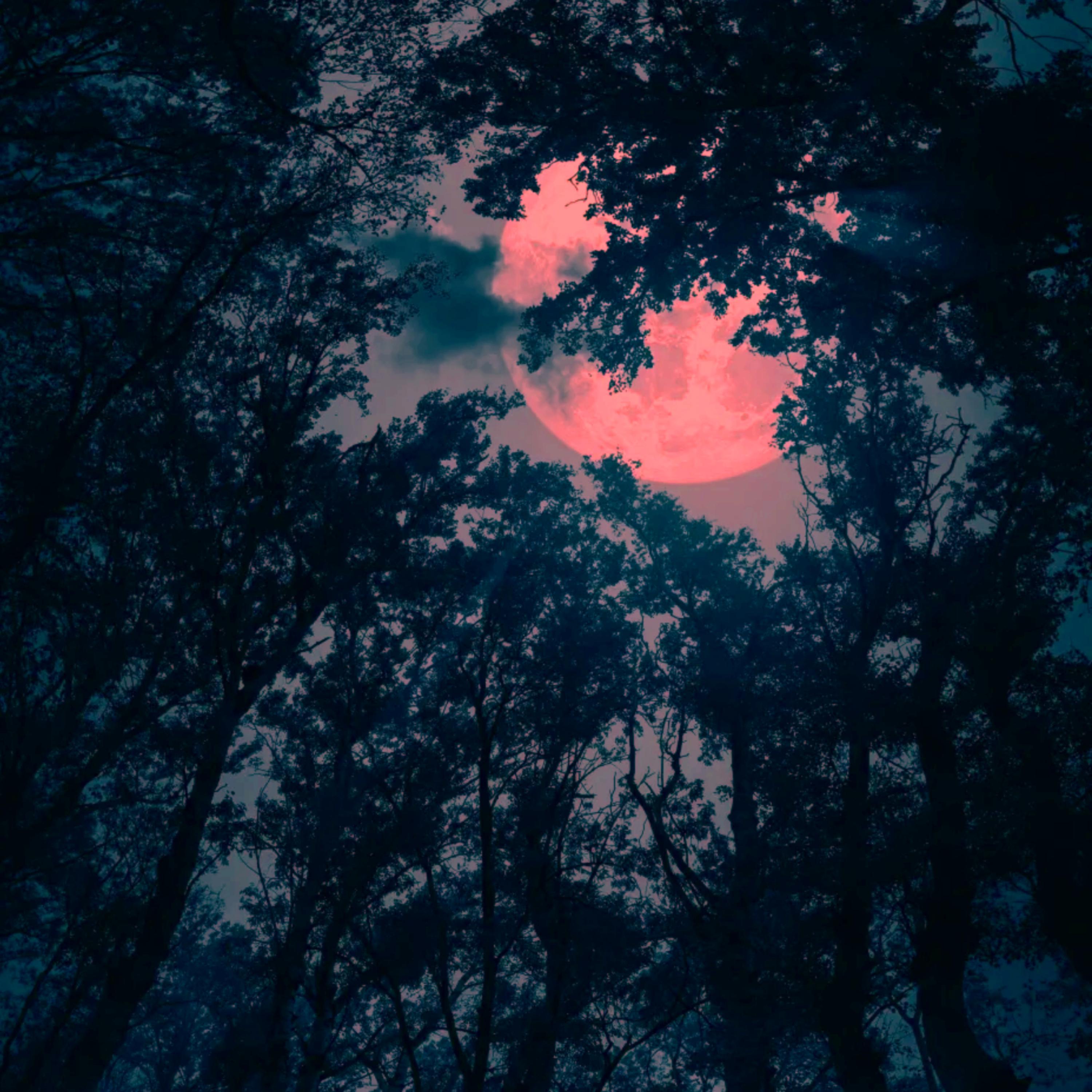 Moonlight artwork