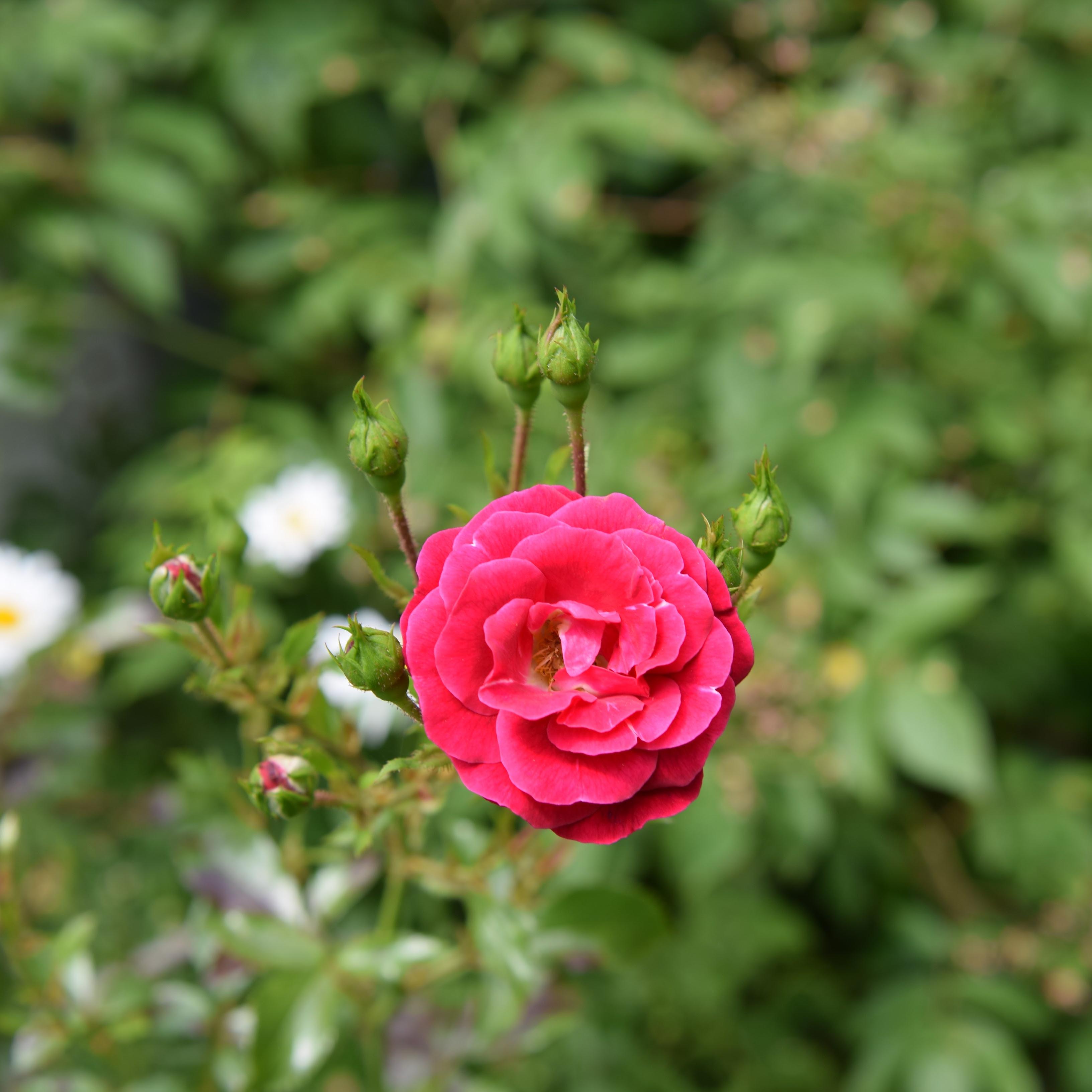 Garden artwork