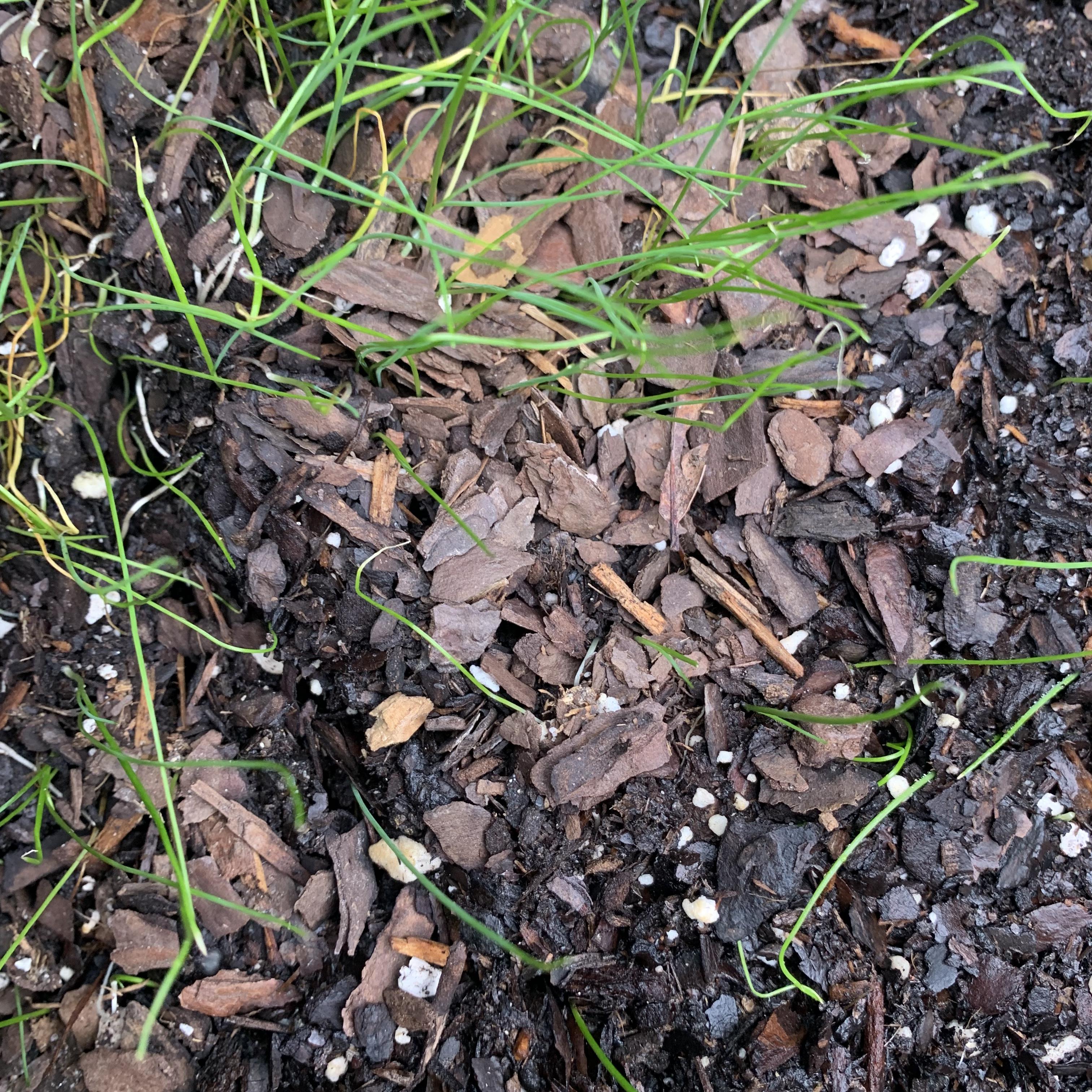 UK DRILL SELAH artwork