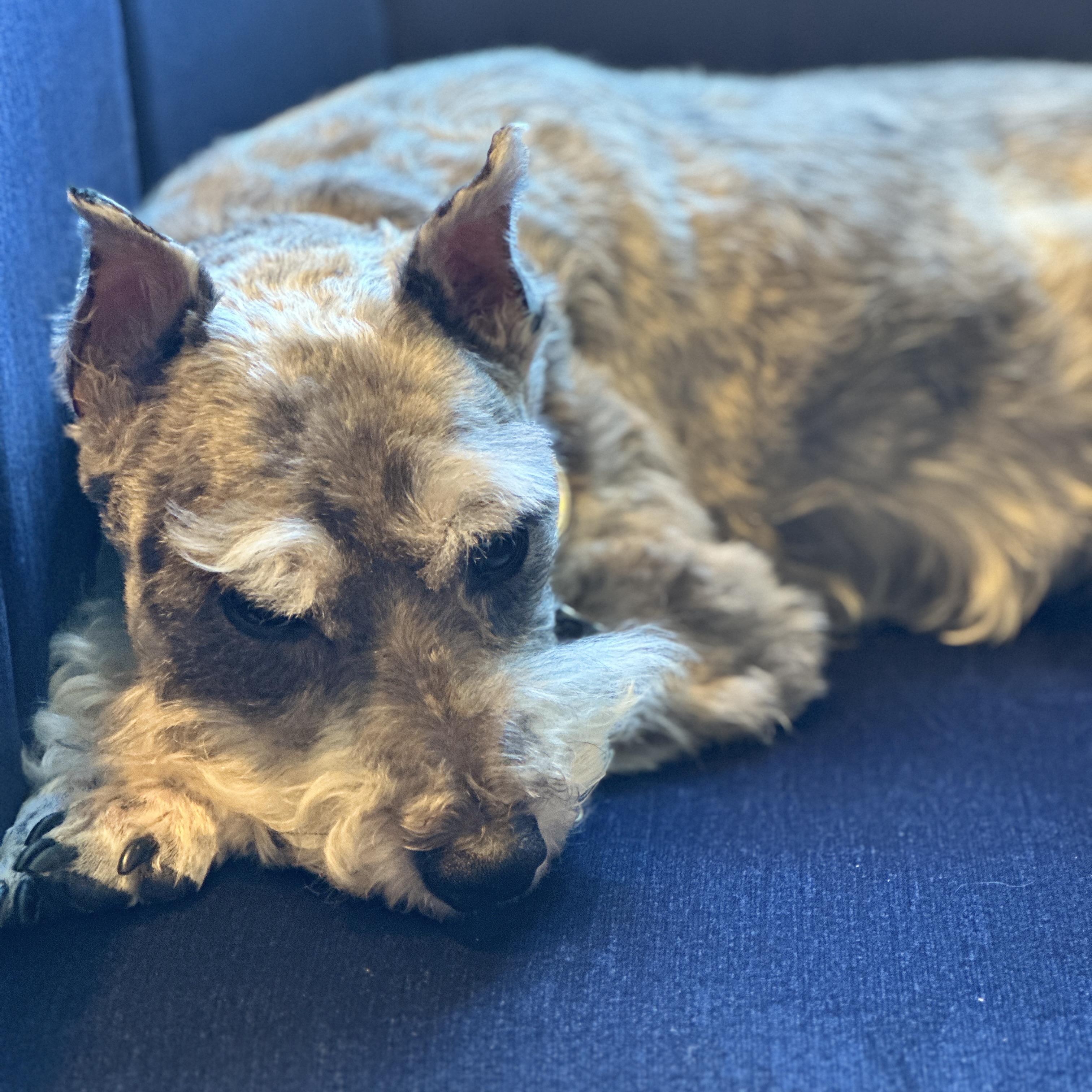 Traumatized by Naked Humans (TBNH) artwork