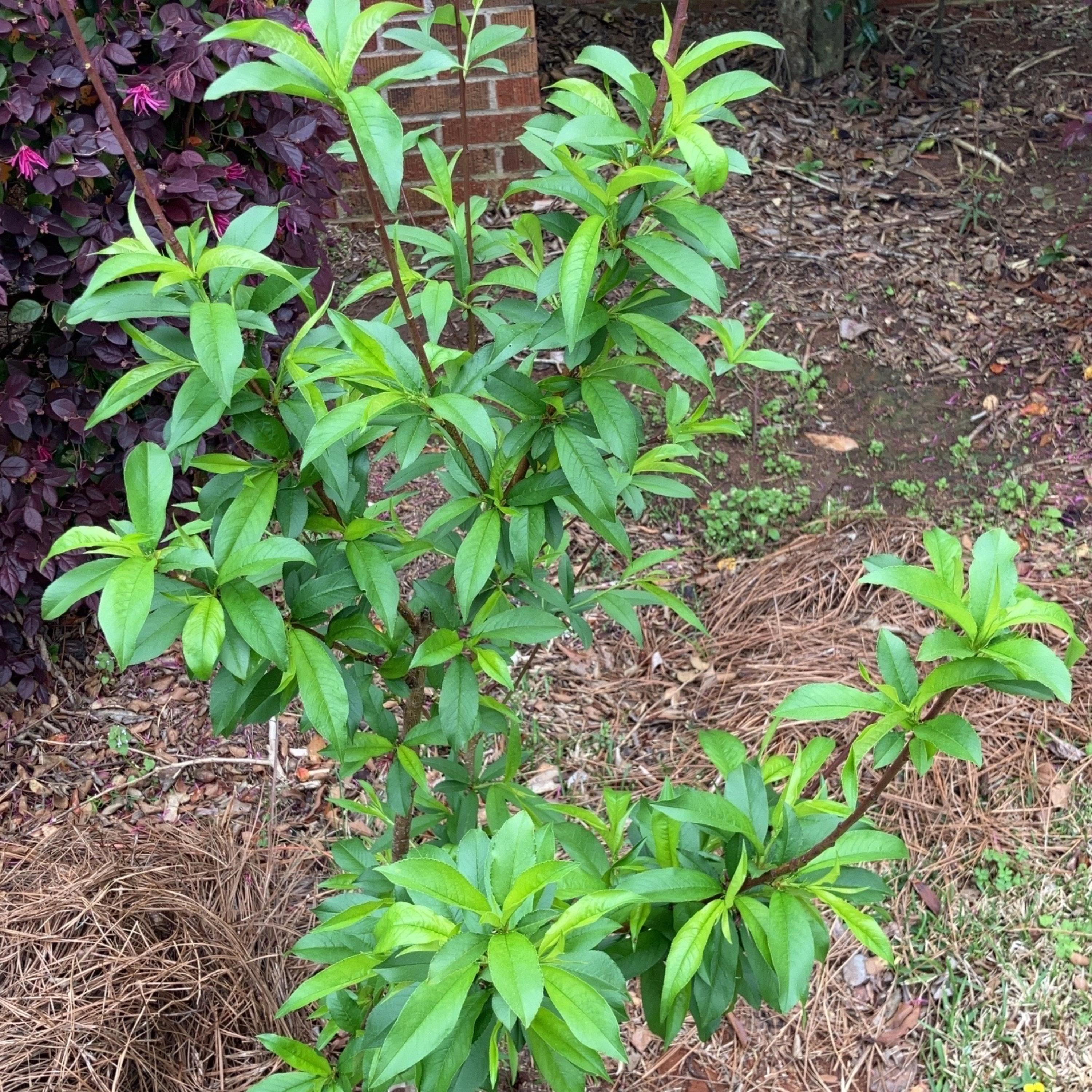 Thomaston Upson Lovin artwork