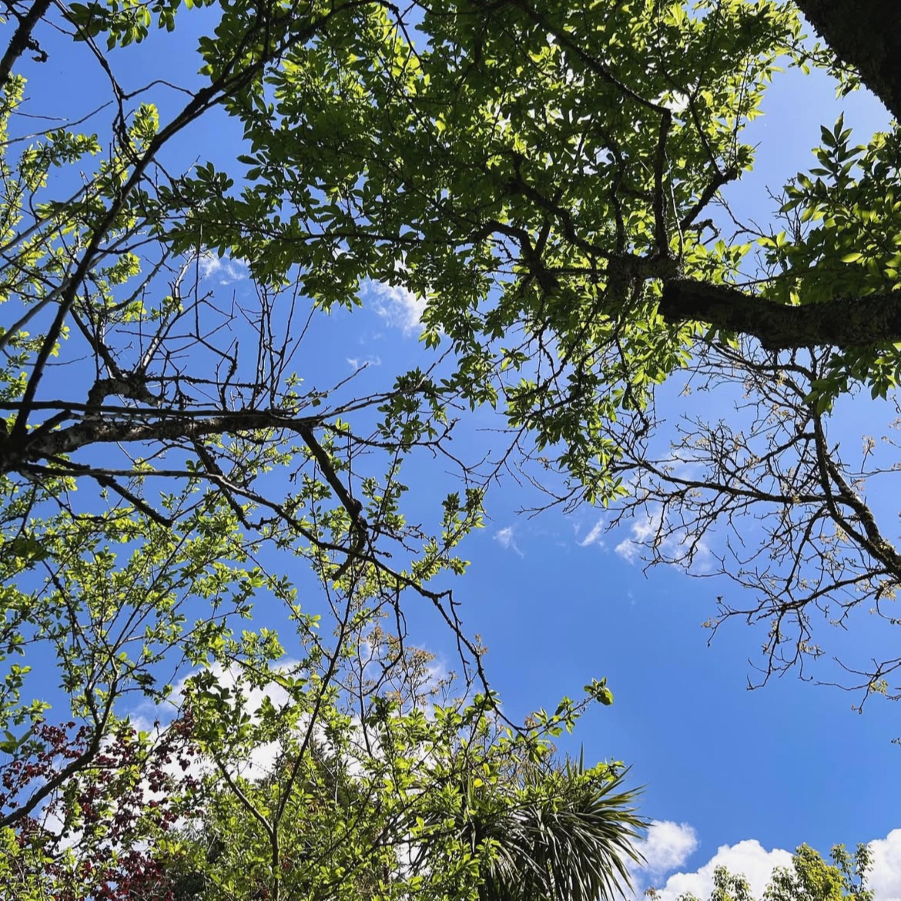 Pocket Rocket artwork