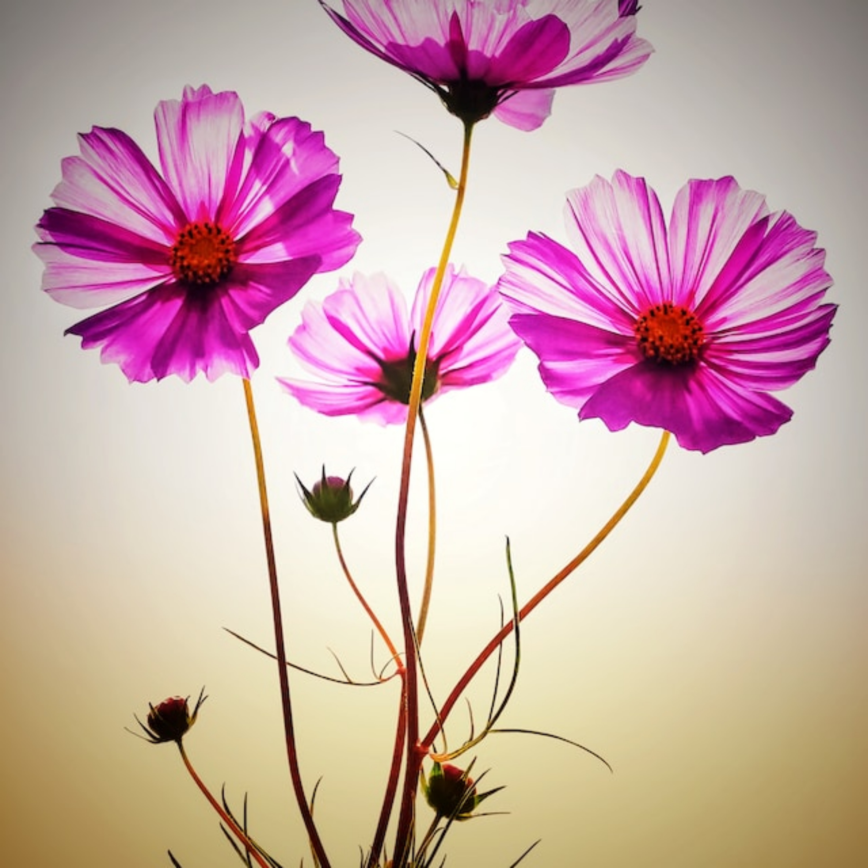 Cinta Berputar artwork