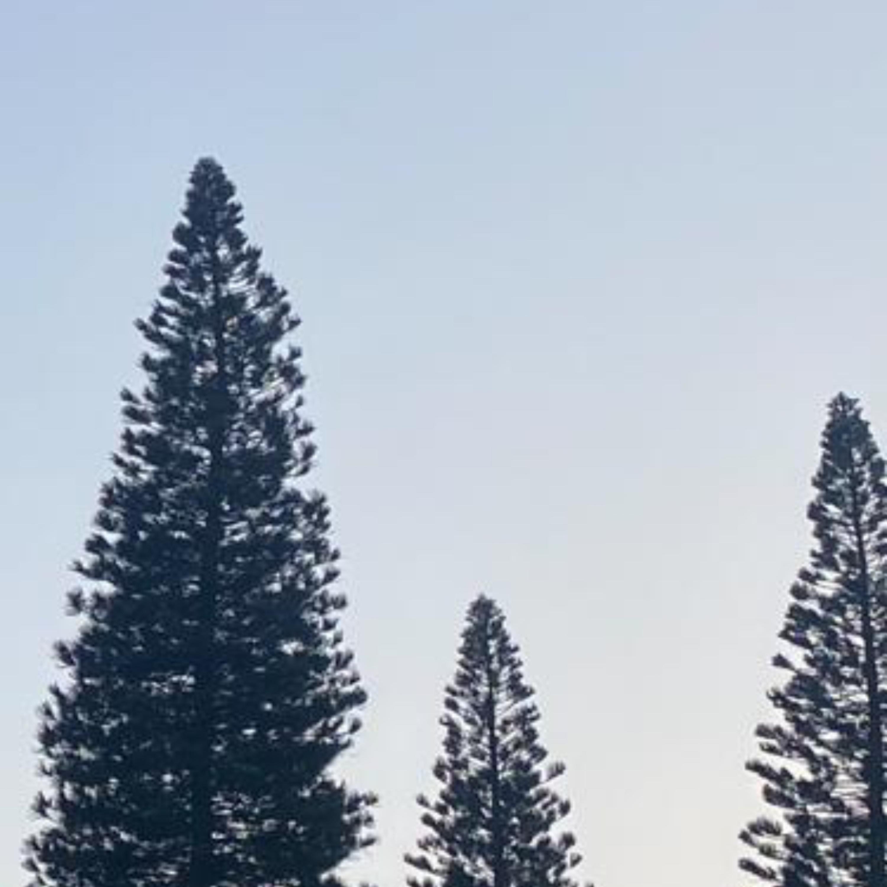 Sydney's Dreamcatcher E.P artwork