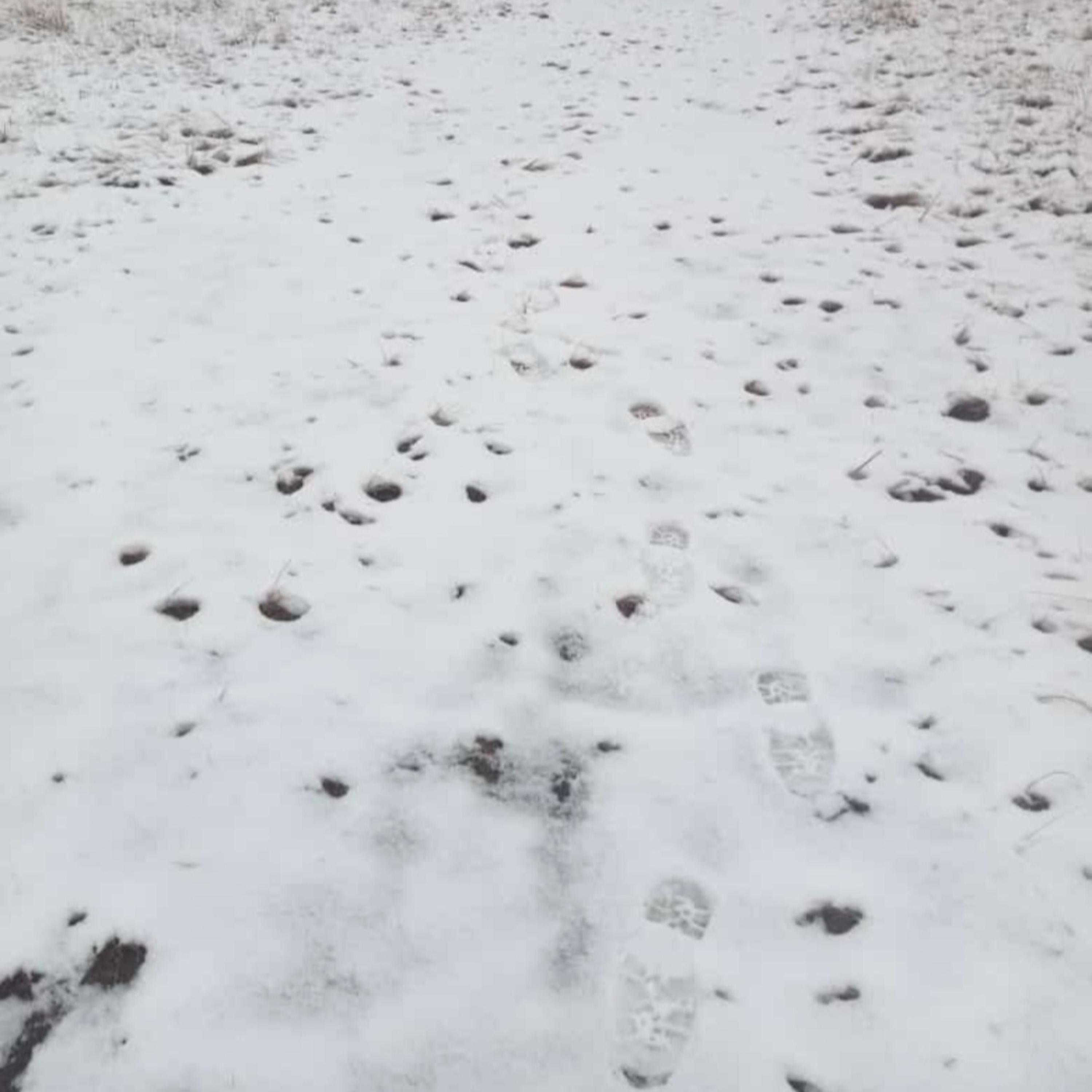 Ancestors freestyle  artwork