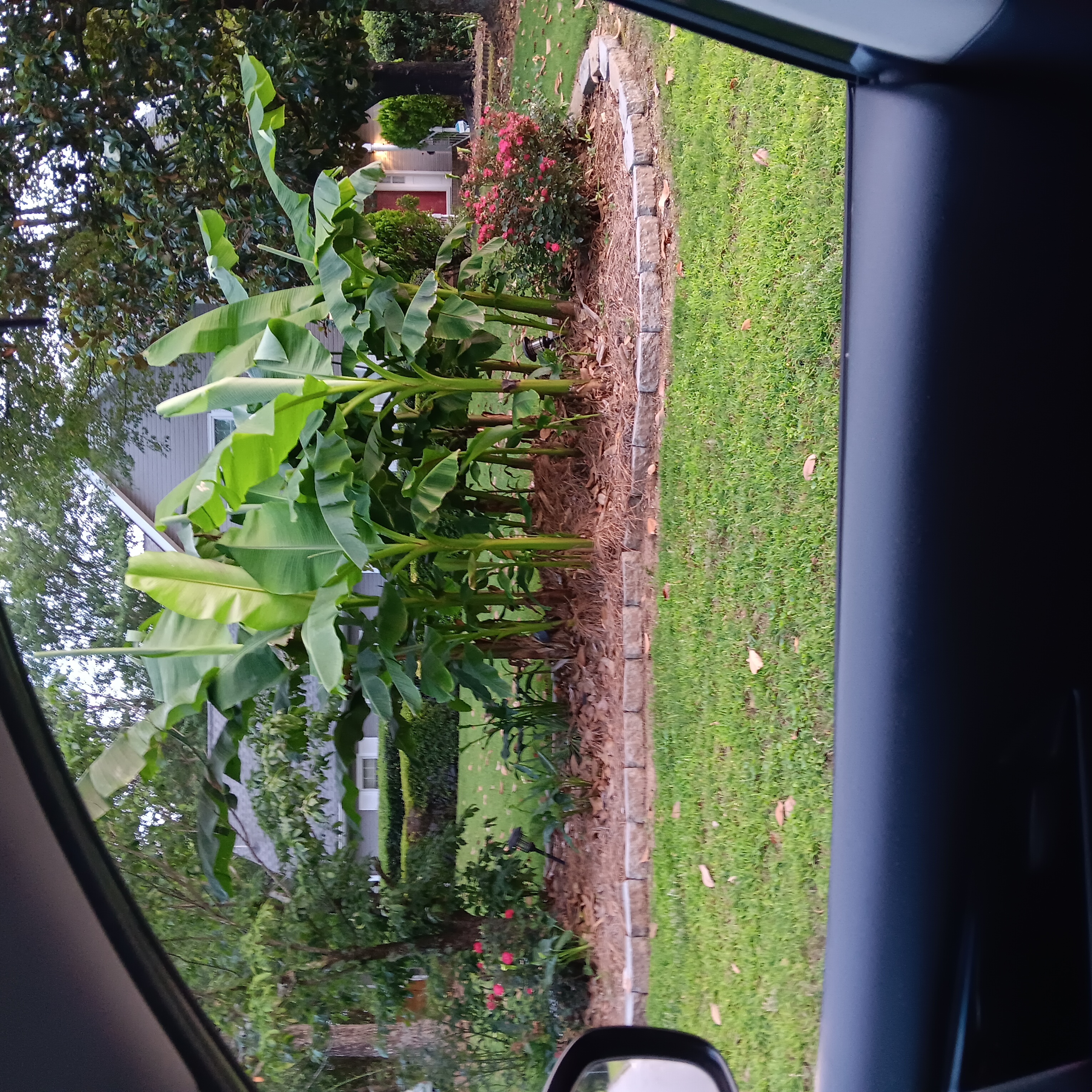 Crack Dolphin artwork