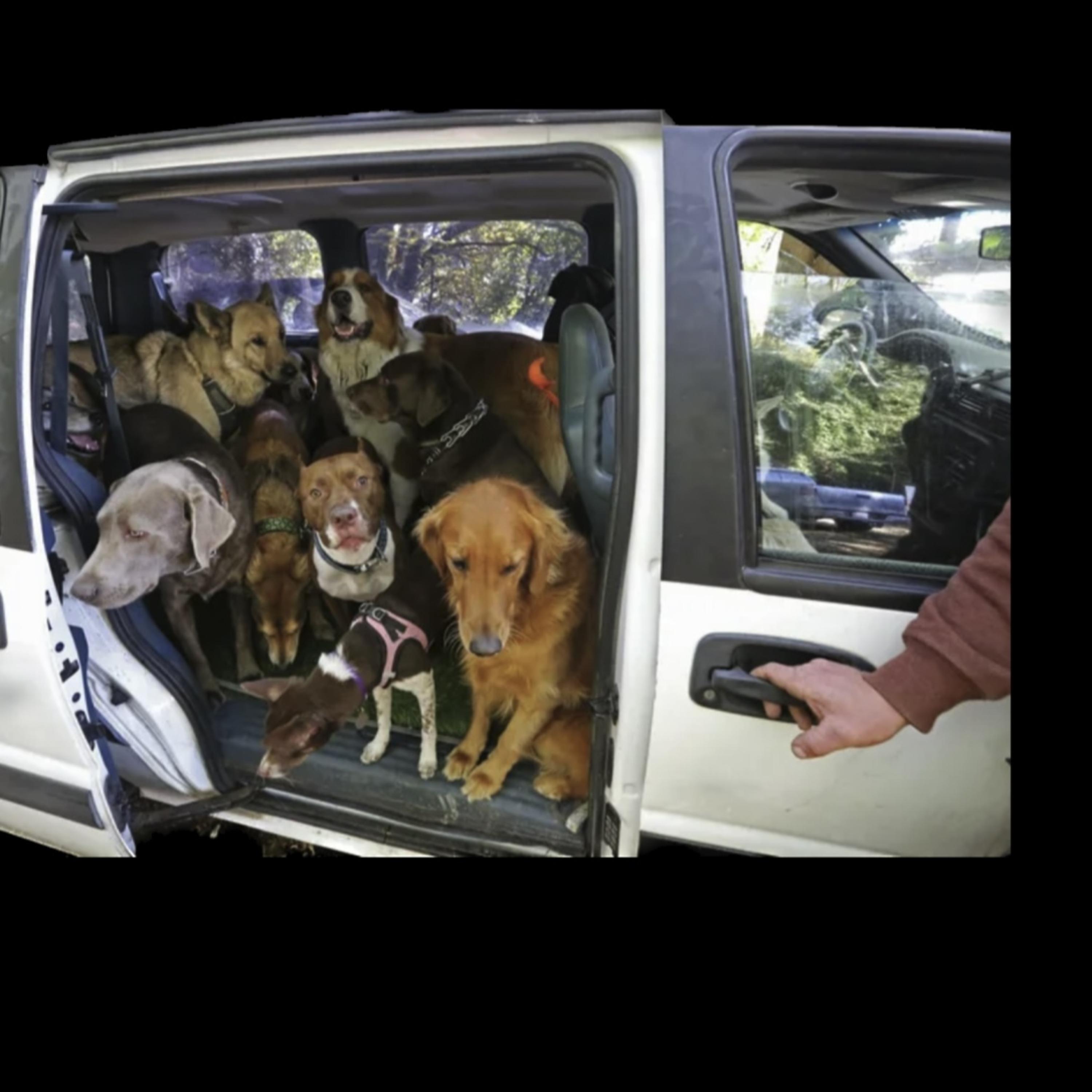 Riding Wit My Dogs artwork